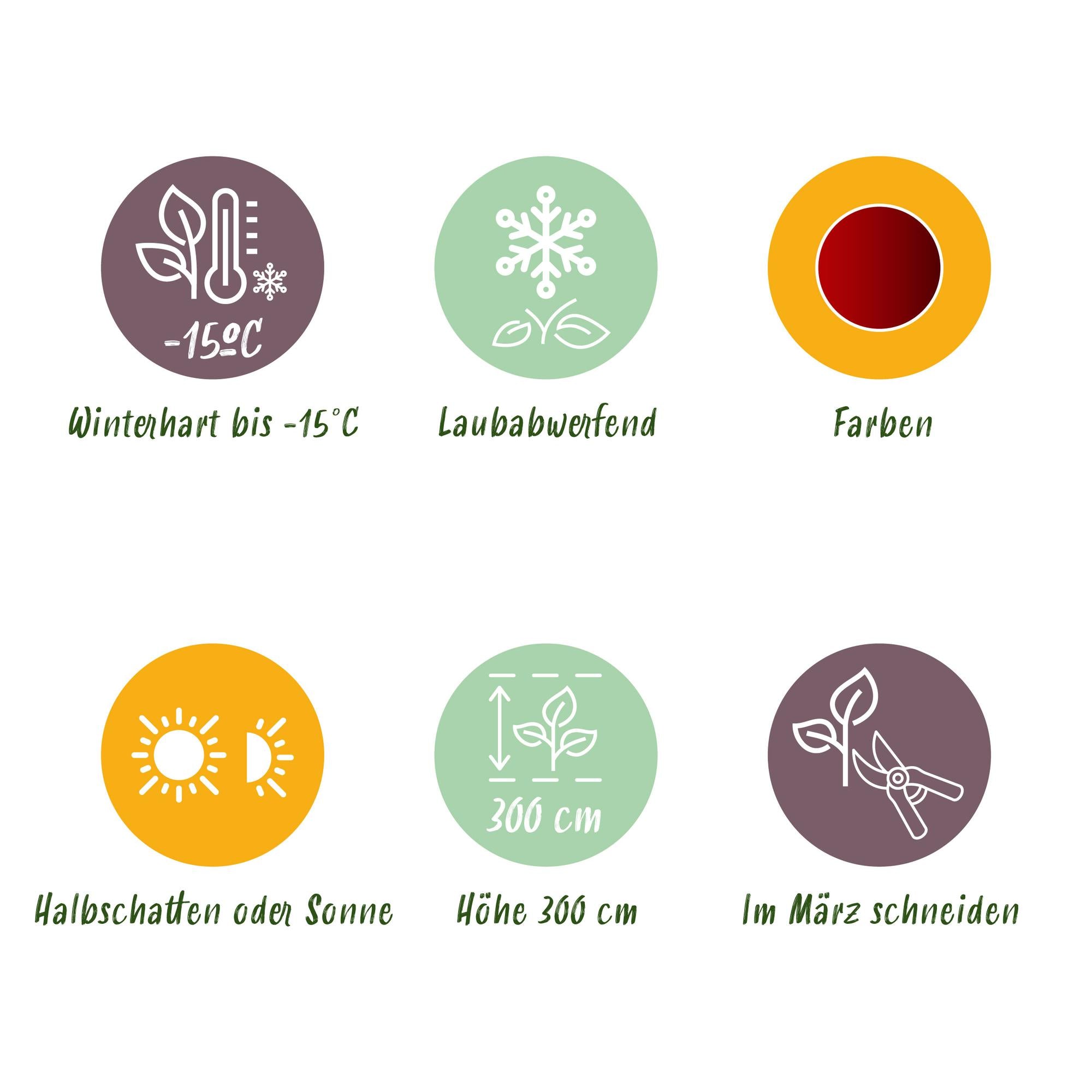 Japanischer Fächerahorn - Acer palmatum Jerre Schwarz - Dunkelrot - 1 Pflanze - Laubabwerfend - Topf 19cm Höhe 70cm