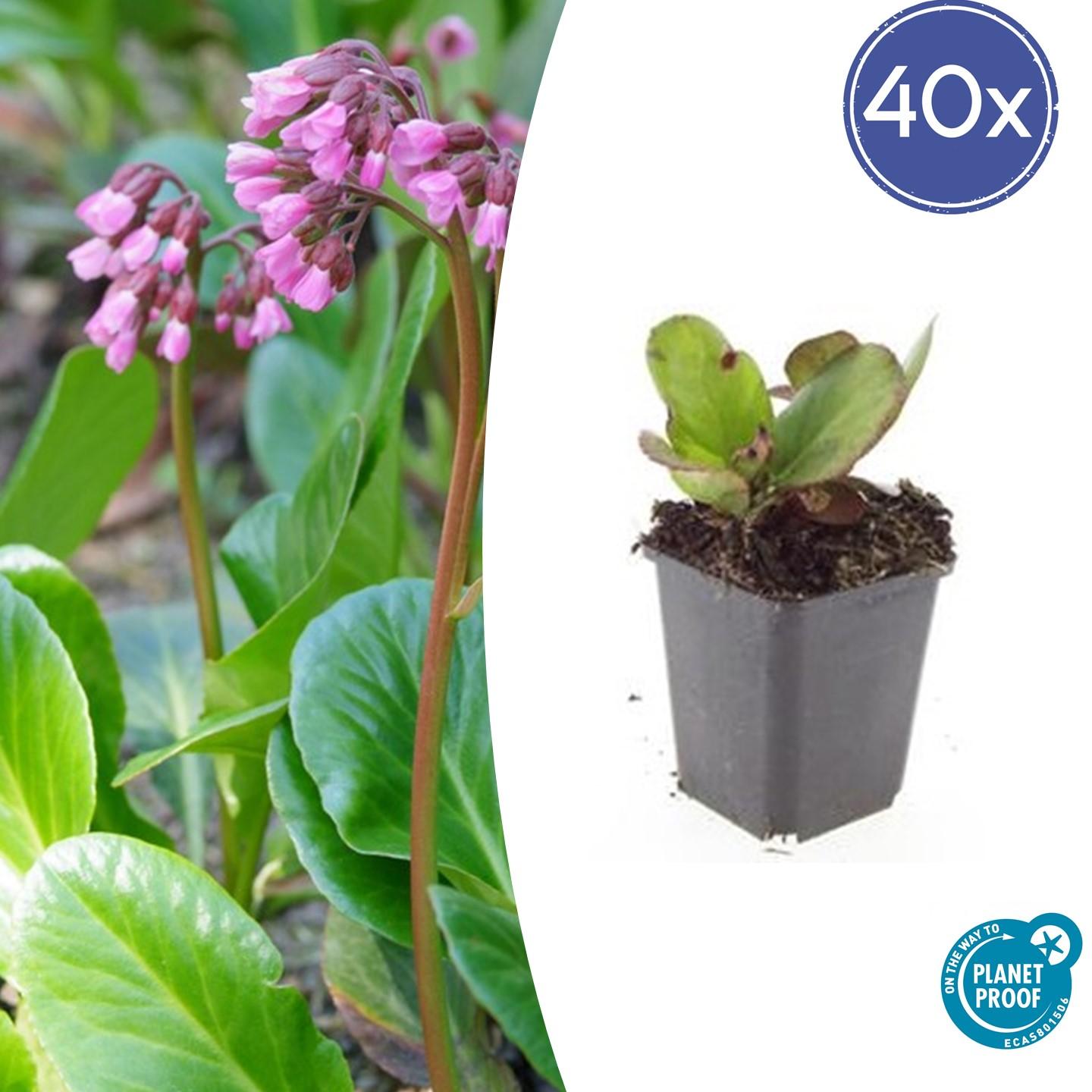 Herzblattbergenie - Bergenia cordifolia 'Herbstblüte'  - ↕10-25cm - Ø9cm 40 Stück