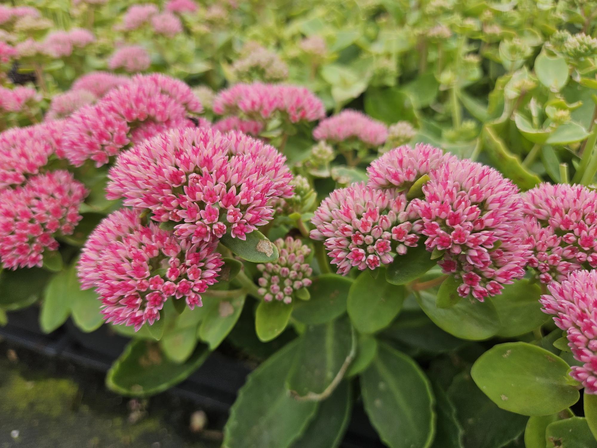 Fetthenne - Sedum 'Herbstfreude' - ↕10-25cm - Ø9cm 60 Stück
