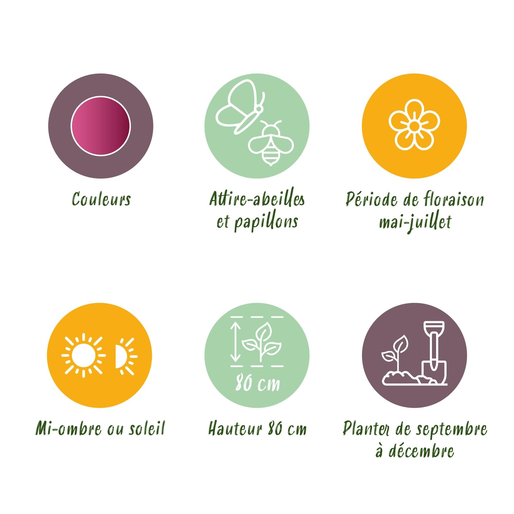 Zierlauch - Blumenzwiebeln - Allium Sphaerocephalon - Farbe Purpurrot - 100 Stück - Zwiebelgröße 5/6 - XXL Pack