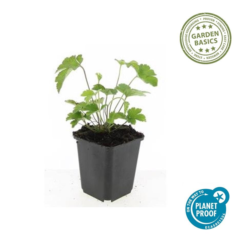 Herbstanemone - Anemone tom. 'Robustissima' - ↕10-25cm - Ø9cm 6 Stück