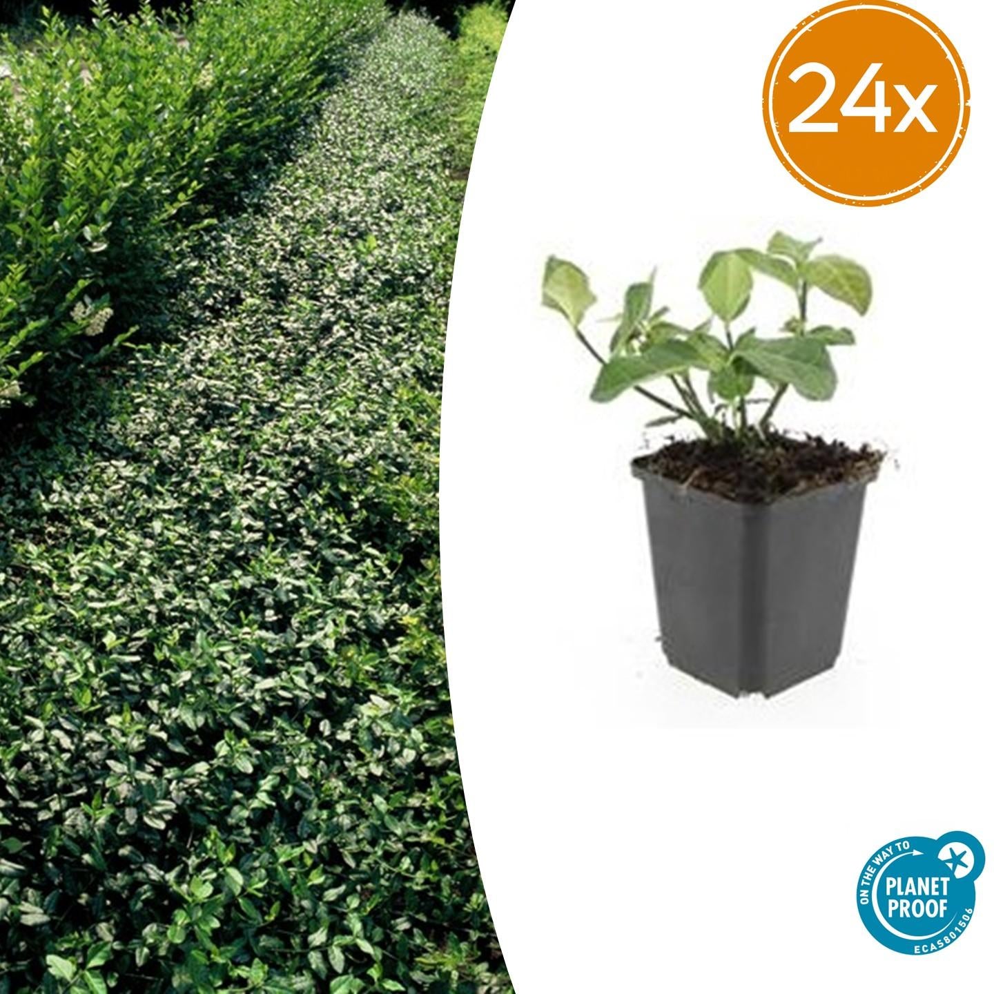 Immergrüne Kriechspindel - Euonymus fort. 'Dart's Blanket' - ↕10-25cm - Ø9cm 24 Stück