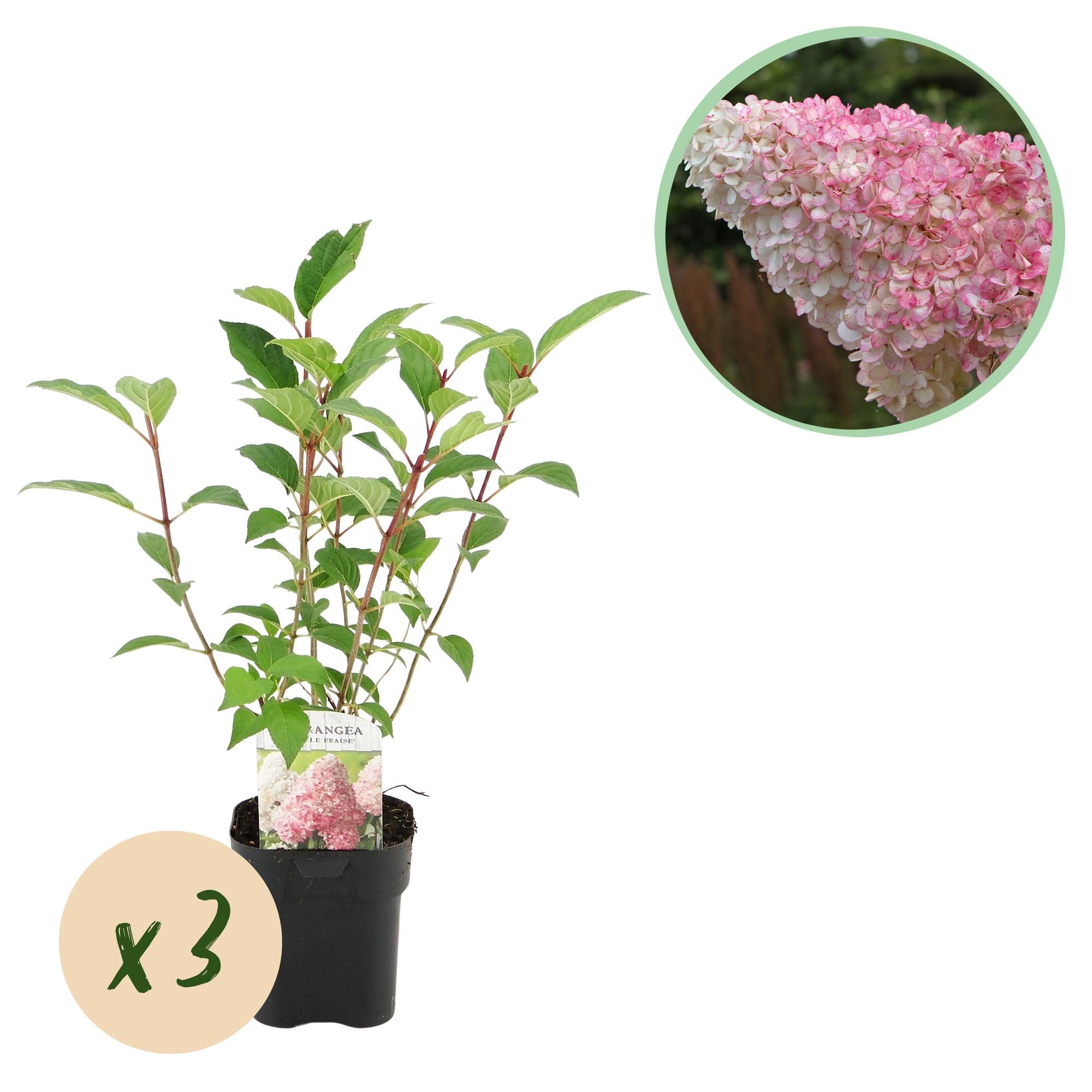 Rispenhortensie - Rispenhortensie - Hydrangea panniculata Vanille Fraise - Blüte Weiß Rosa - 3 Pflanzen 1 m² - Laubabwerfend - Große Blüten - Topf 17cm Höhe 50cm