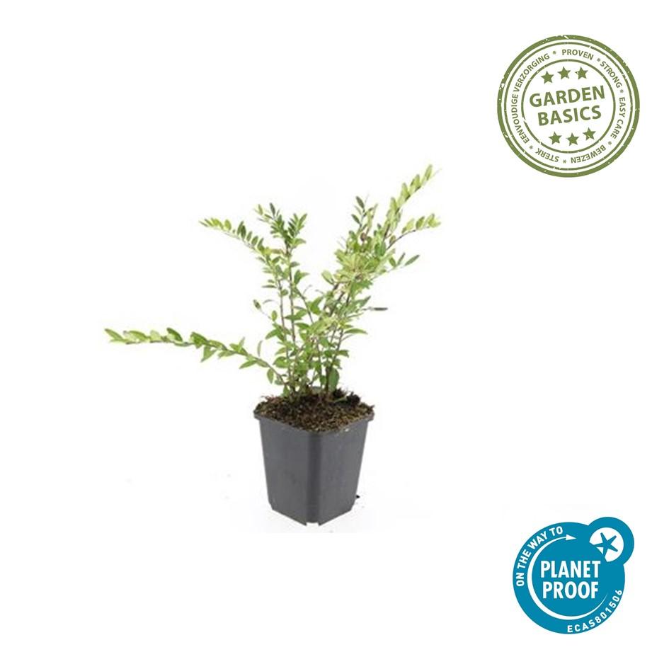 Immergrüne Kriechheckenkirsche - Lonicera pileata 'Purple Pearl' - ↕10-25cm - Ø9cm 48 Stück