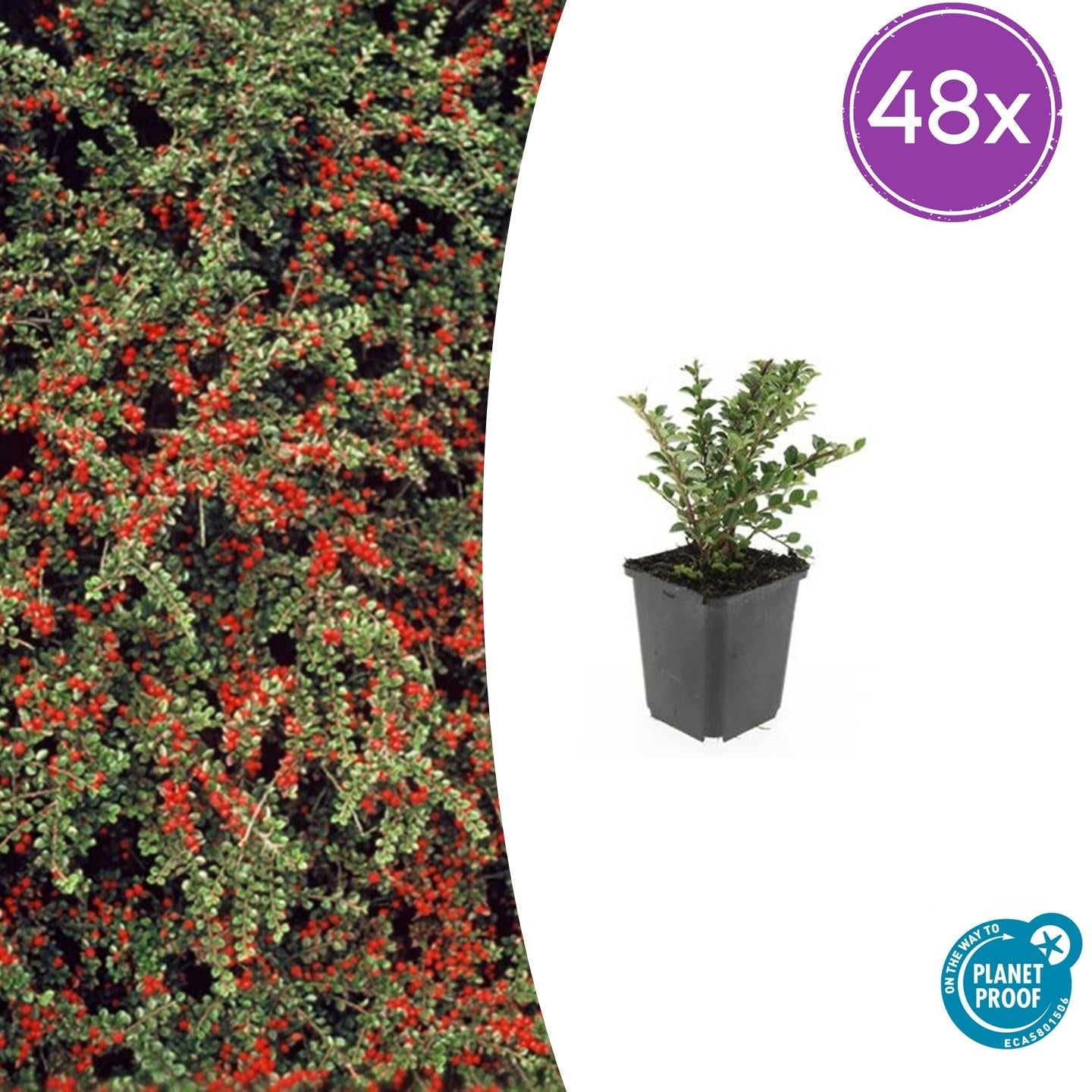 Fächerzwergmispel - Cotoneaster horizontalis - ↕10-25cm - Ø9cm 48 Stück