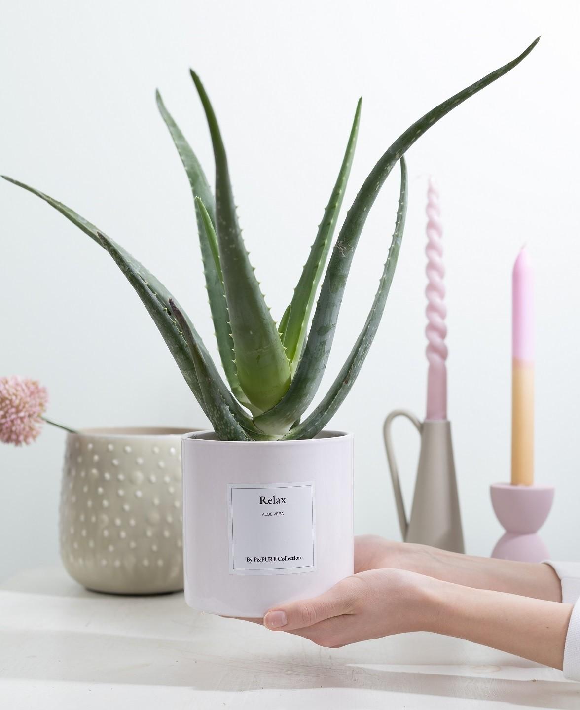 Aloe Vera - Gift "Relax" WITH GREETING CARD! - Ø12cm - ↕40cm