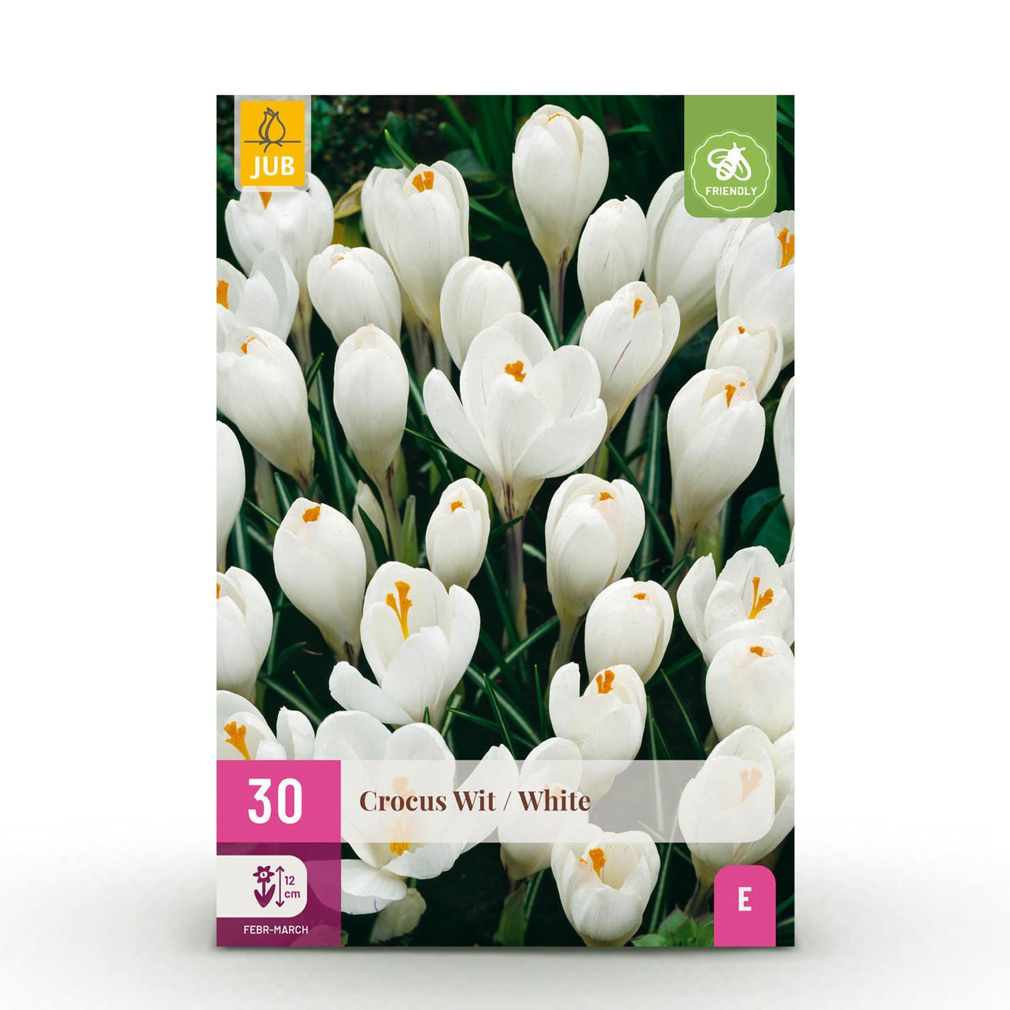 Krokuse - Blumenzwiebeln - Crocus White - Farbe Gelb - 30 Stück - Zwiebelgröße 7/8 - XXL Pack