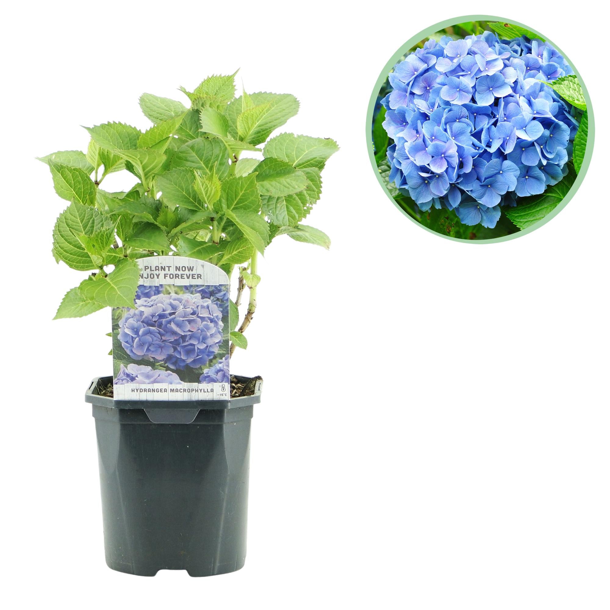 Gartenhortensie - Hortensie - Hydrangea macrophylla Blau - Blüte Blau - 1 Pflanze - Laubabwerfend - Wenig Pflege - Topf 17cm Höhe 30cm