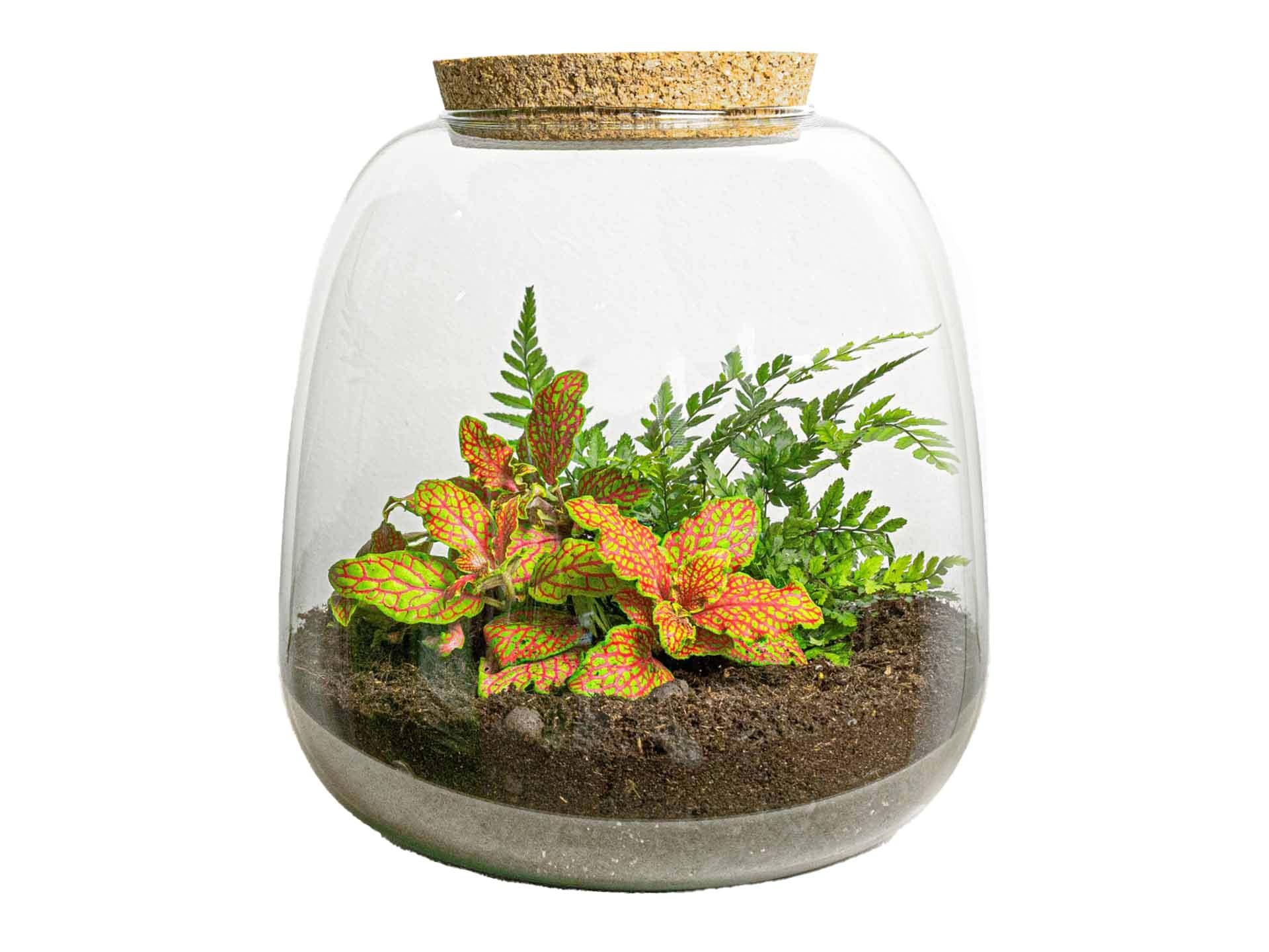 Flaschengarten - Pflanzterrarium - Emma Mini - DIY kit - ↑ 20 cm - Ø 19 cm - Fittona Ruby Lime