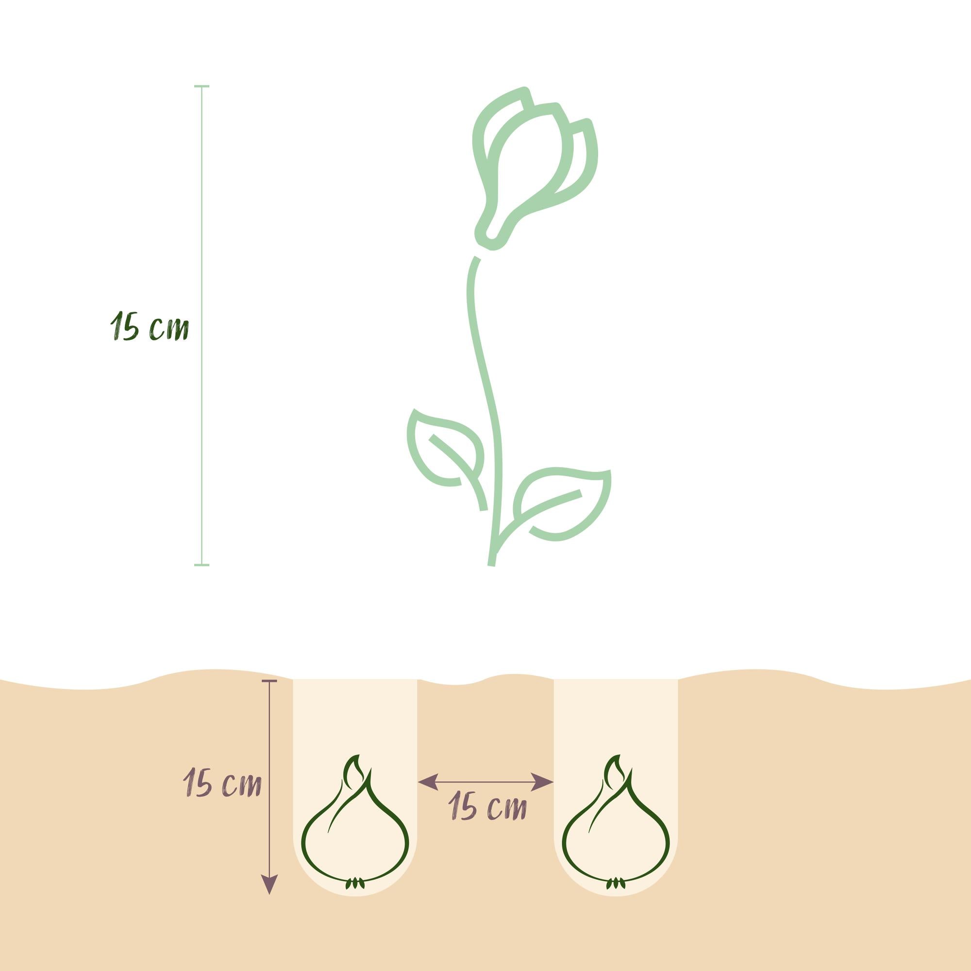 Krokuse Mix - Blumenzwiebeln - Crocus Large Flowering mix - Verschiedene Farben - 30 Stück - Zwiebelgröße 7/8 - XXL Pack