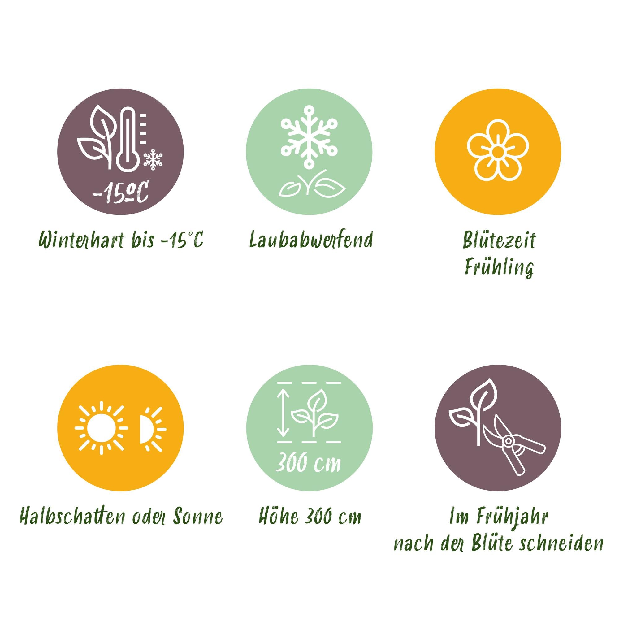 Magnolienstrauch - Magnolia George Henry Kern - Blüte Rosa - 3 Pflanzen - Laubabwerfend - Wenig Pflege - Topf 12cm Höhe 30cm