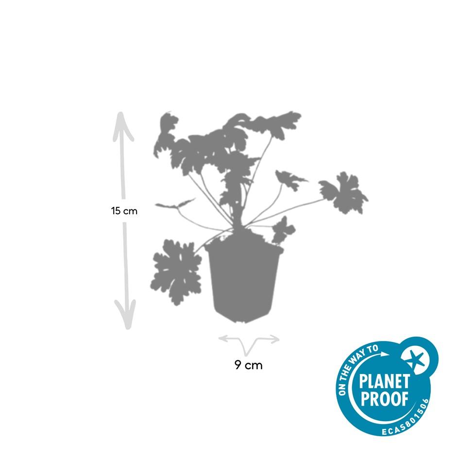 Balkanstorchschnabel - Geranium macr. 'Ingwersen's Var.' - ↕10-25cm - Ø9cm 24 Stück
