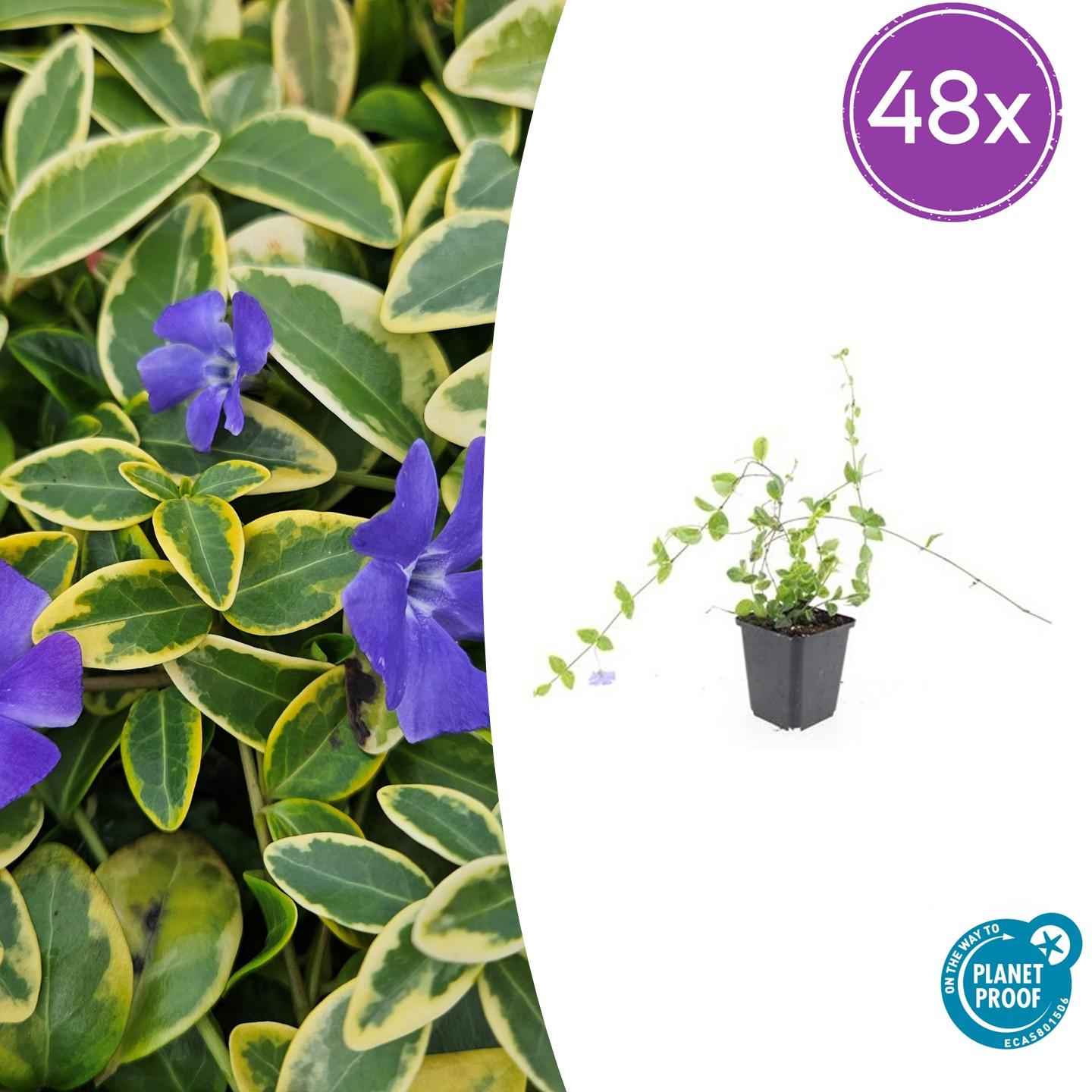 Kleines Immergrün - Vinca minor 'Blue and Gold' - ↕10-25cm - Ø9cm 48 Stück