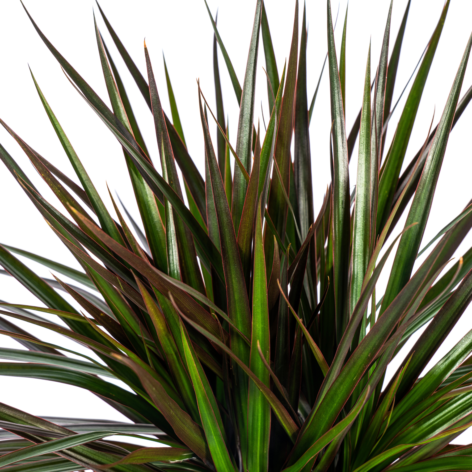 Drachenbaum - Dracaena Marginata Magenta mit Korb Ø24cm - ↕130 - 150cm