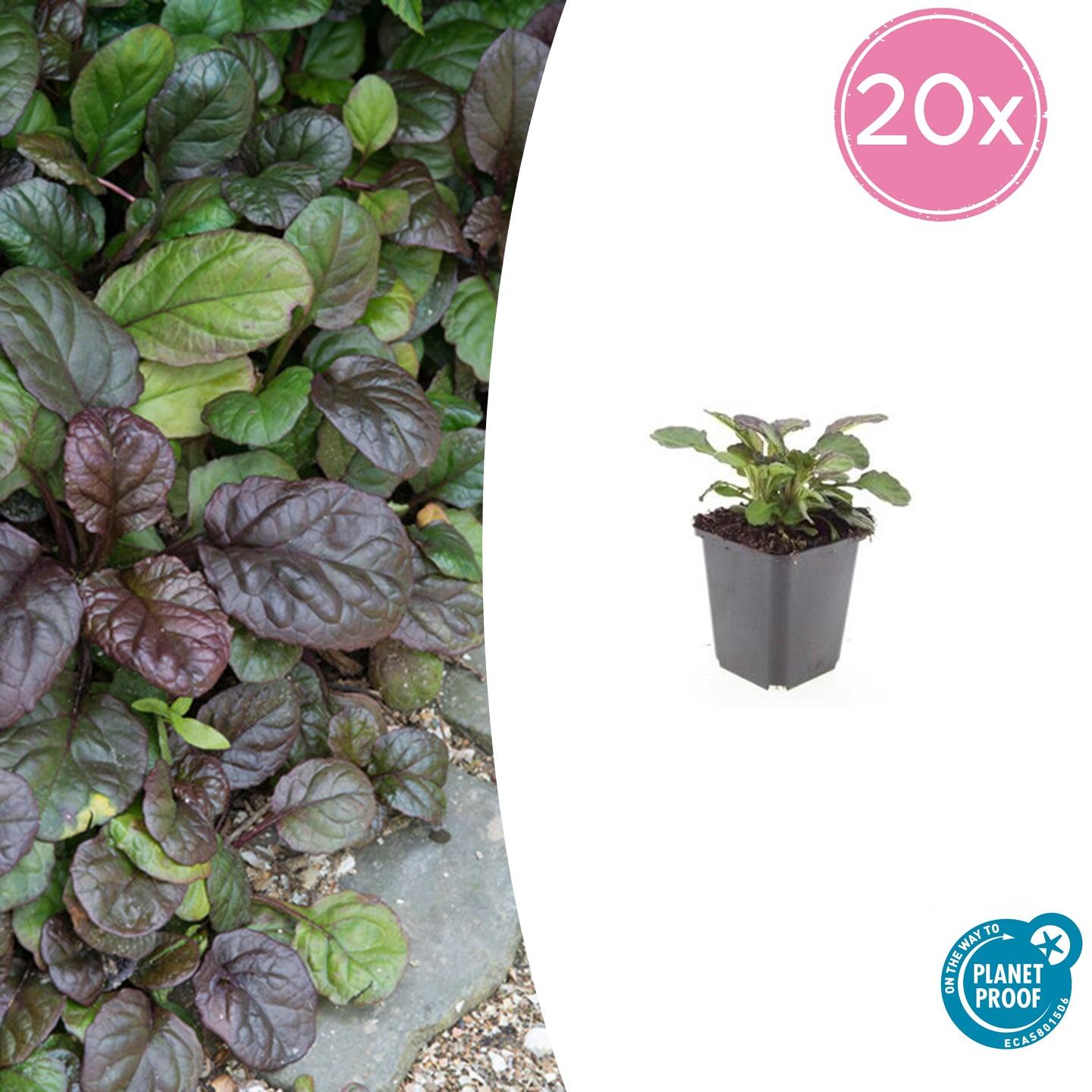 Kriechender Günsel - Ajuga reptans 'Catlin's Giant' - ↕10-25cm - Ø9cm 20 Stück