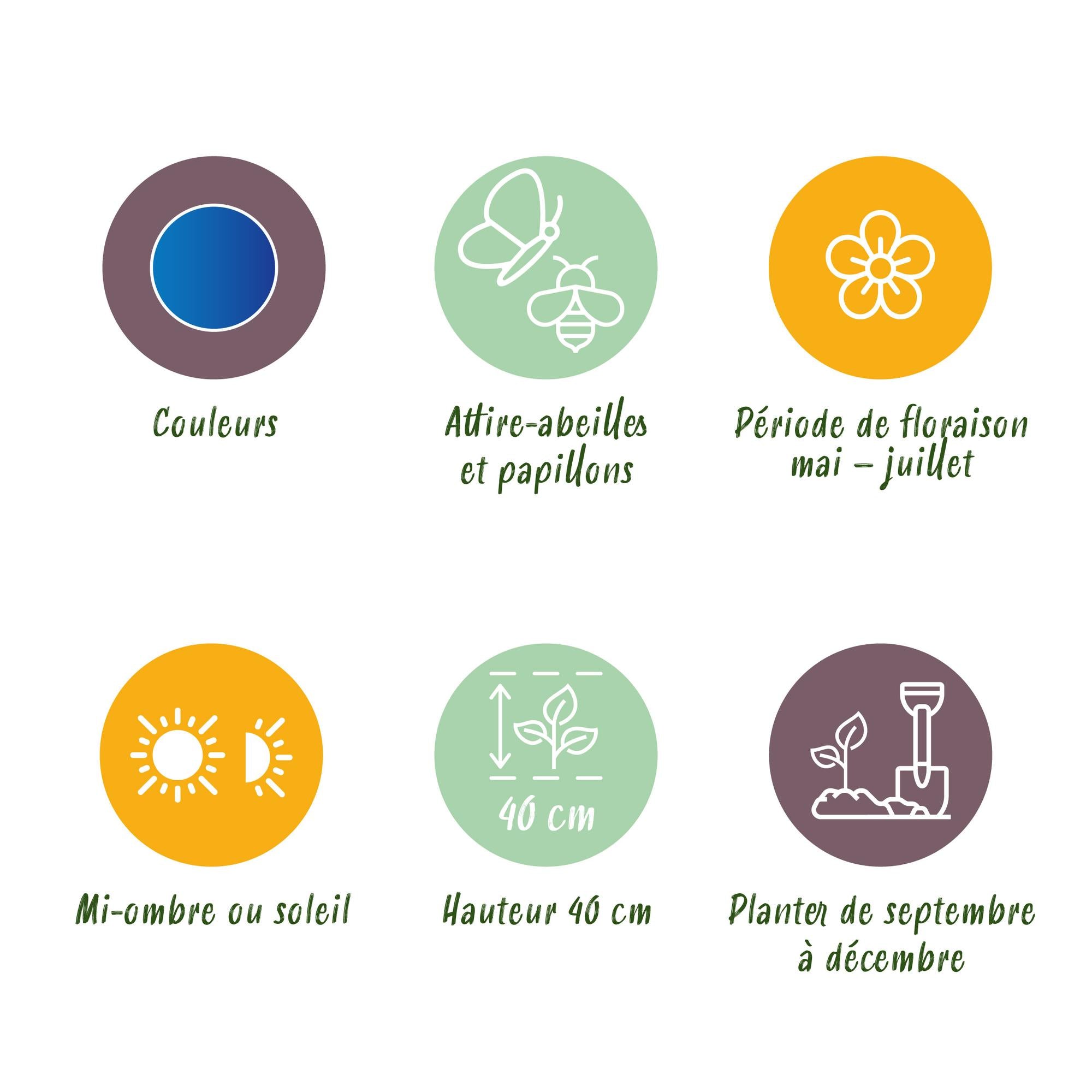 Zierlauch - Blumenzwiebeln - Allium Caeruleum - Farbe Blau - 40 Stück - Zwiebelgröße 4/5 - XXL Pack