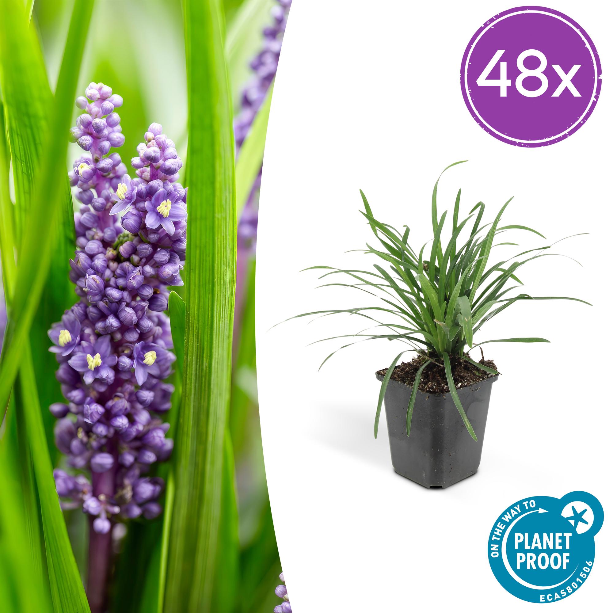 Glöckchentraube - Liriope muscari 'Big Blue' - ↕10-25cm - Ø9cm 48 Stück