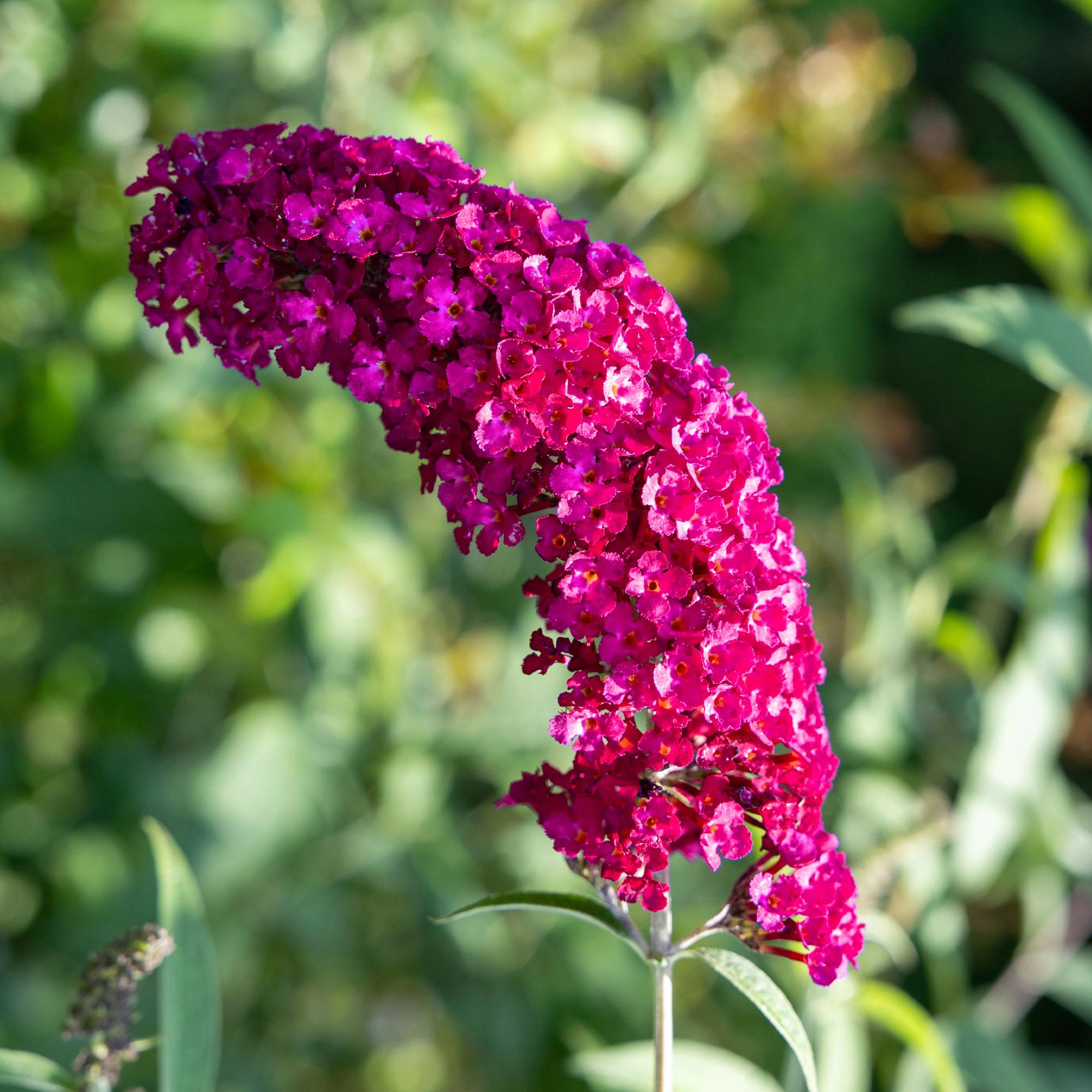 Schmetterlingsstrauch - Buddleja davidii Royal Red - Blüten Rot - 1 Pflanze - Laubabwerfend - Schmetterlingsanziehend - Topf 17cm Höhe 25cm