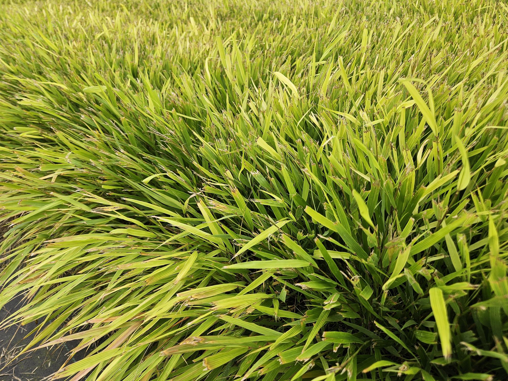 Japanisches Waldgras - Hakonechloa macra - ↕10-25cm - Ø9cm 60 Stück