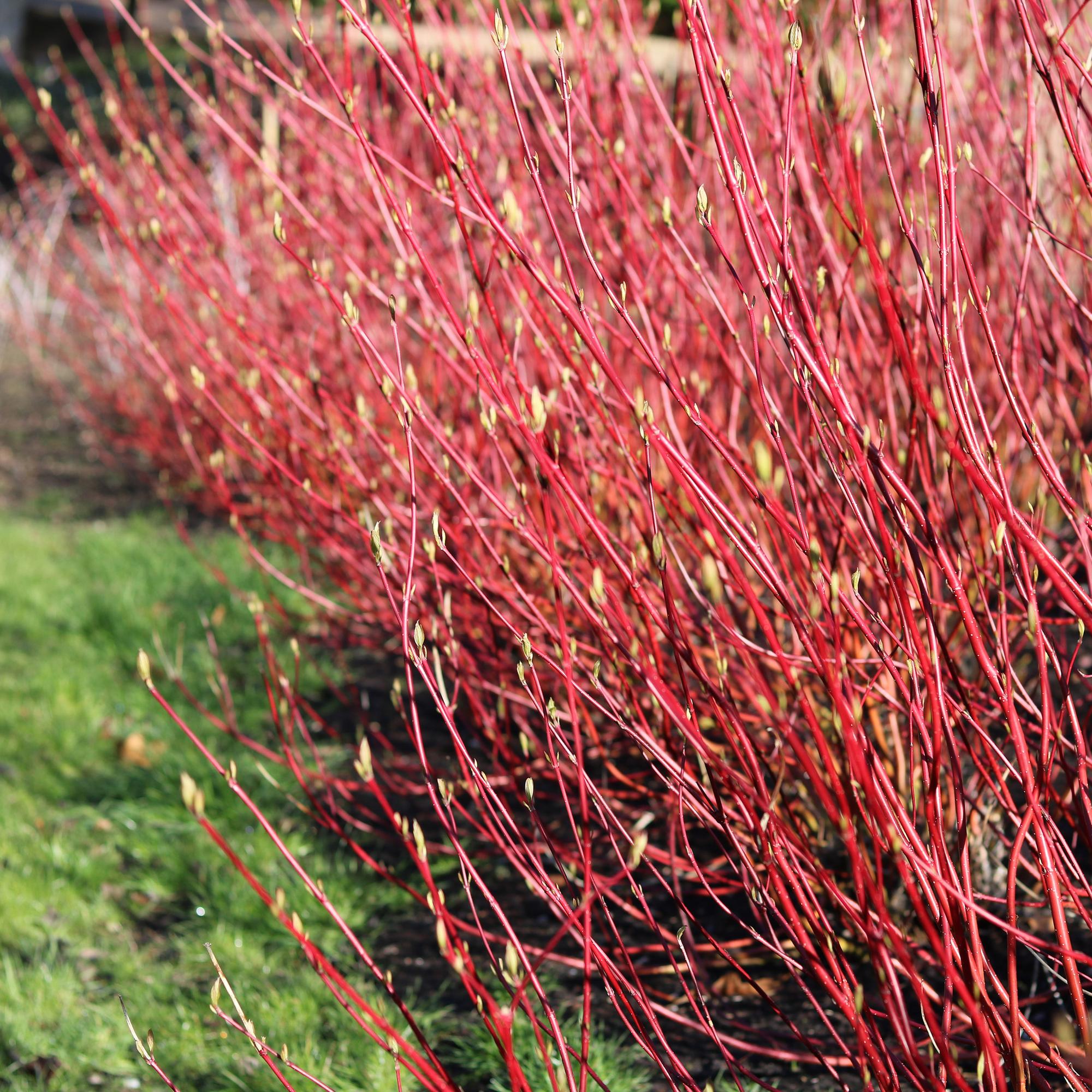 Sibirischer Hartriegel - Cornus alba sibirica - Rote Zweige - 1 Pflanze - Laubabwerfend - Wenig Pflege - Topf 17cm Höhe 45cm