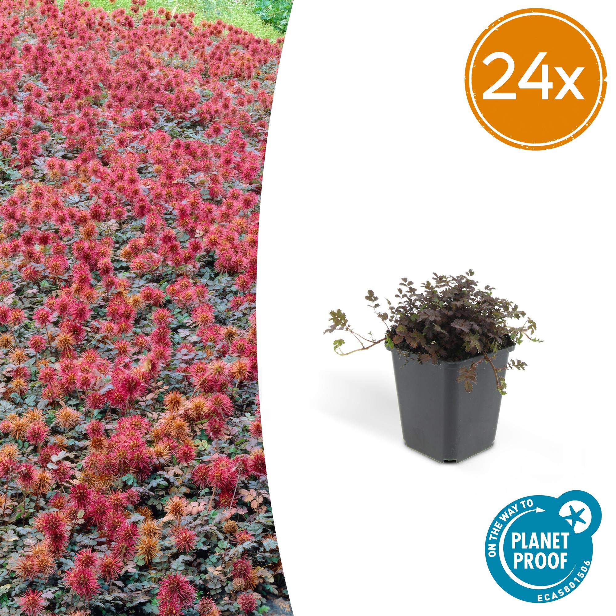 Kupferteppich Stachelnüsschen - Acaena microphylla 'Kupferteppich' - ↕10-25cm - Ø9cm 24 Stück