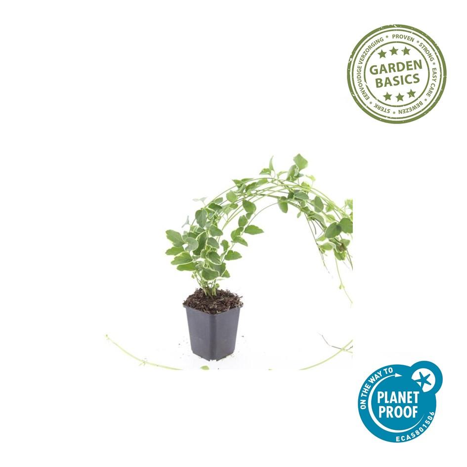 Großes Immergrün - Vinca major 'Variegata' - ↕10-25cm - Ø9cm 48 Stück