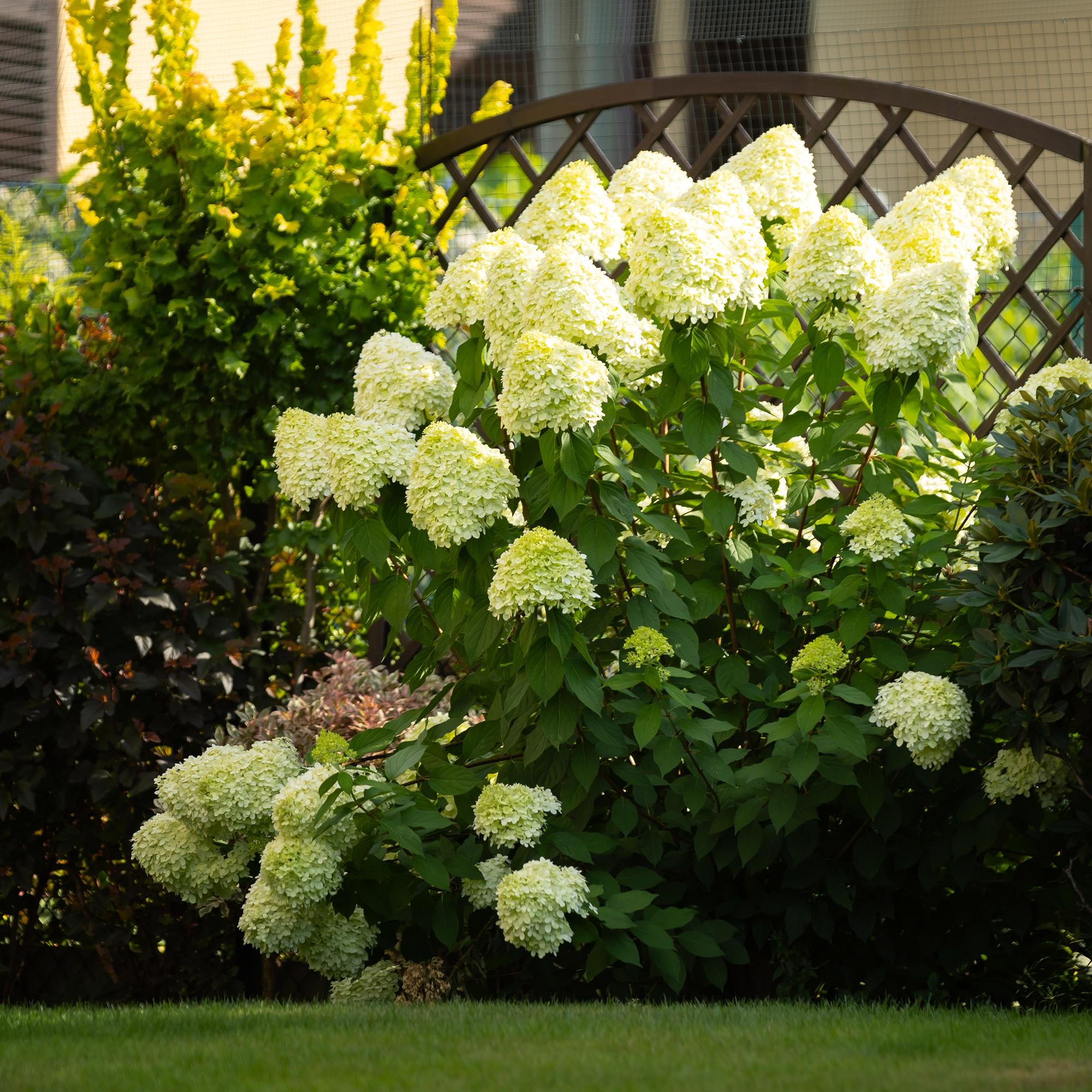 Rispenhortensie - Rispenhortensie - Hydrangea panniculata Limelight - Blüten Creme Weiß - 1 Pflanze - Laubabwerfend - Große Blüten - Topf 17cm Höhe 50cm