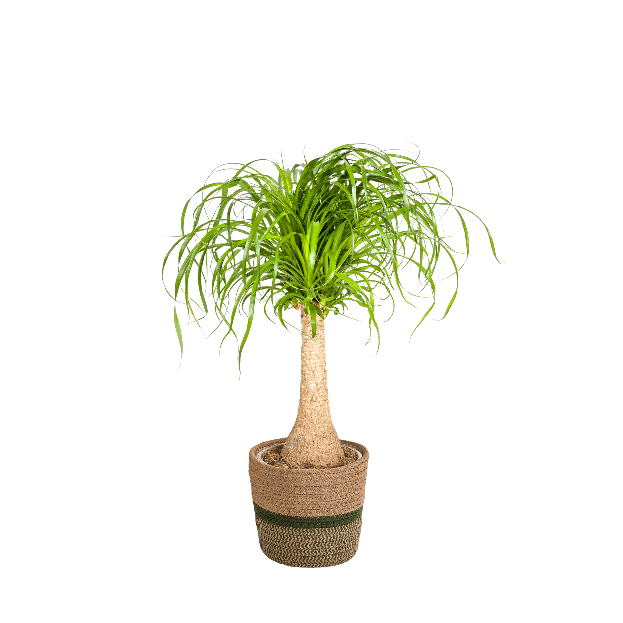 Elefantenfuß - Beaucarnea Recurvata Stamm mit Korb Ø21cm - ↕60 - 80cm