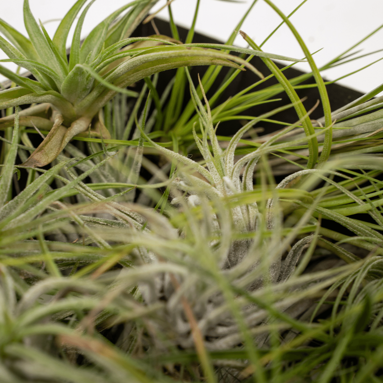 Bromelie-Luftpflanze - Tillandsia Air mix - 20 Stück - 6 cm - ø6