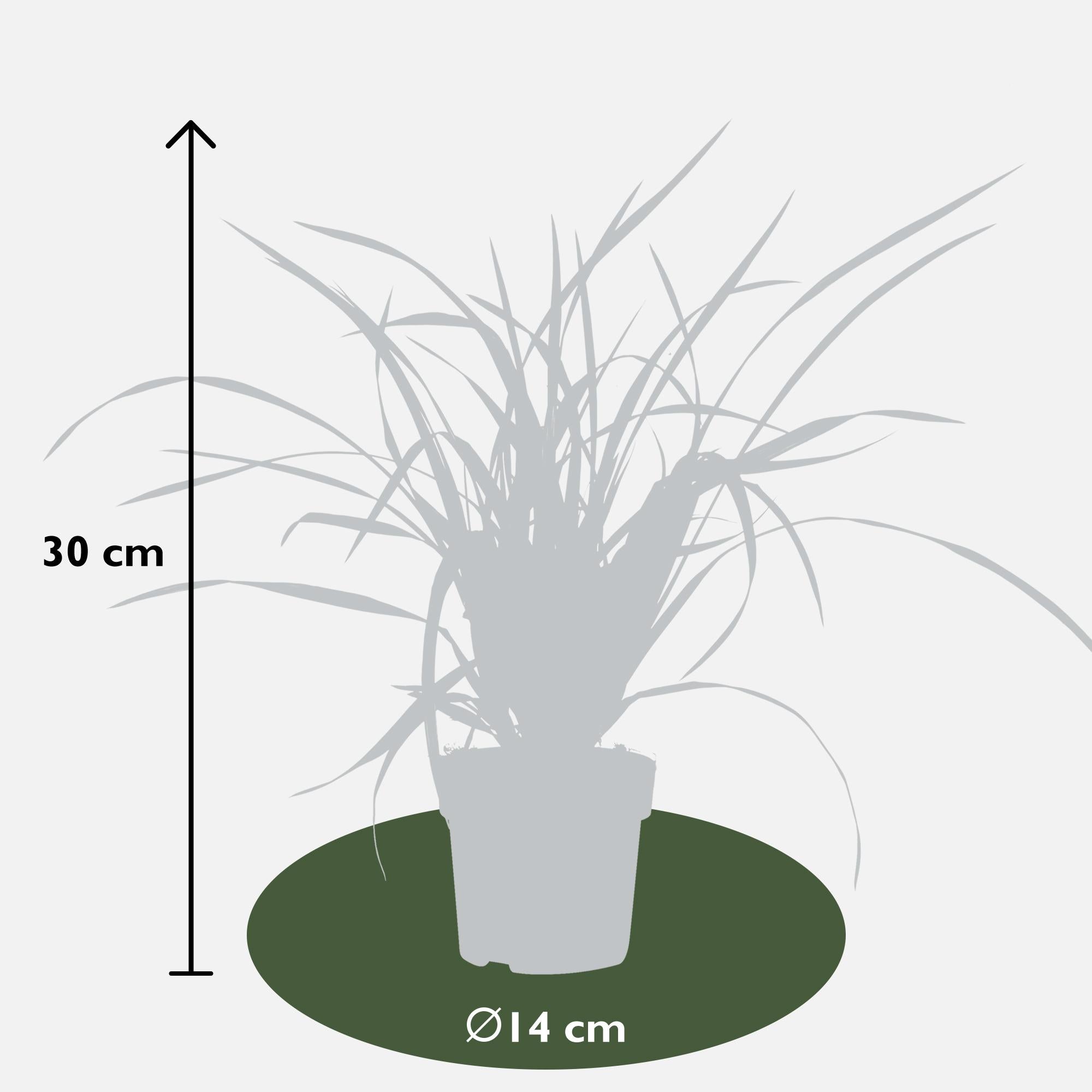 Ziergras Irish Green - Carex morrowii 'Irish Green' - ↨30cm - Ø14 3 Stück