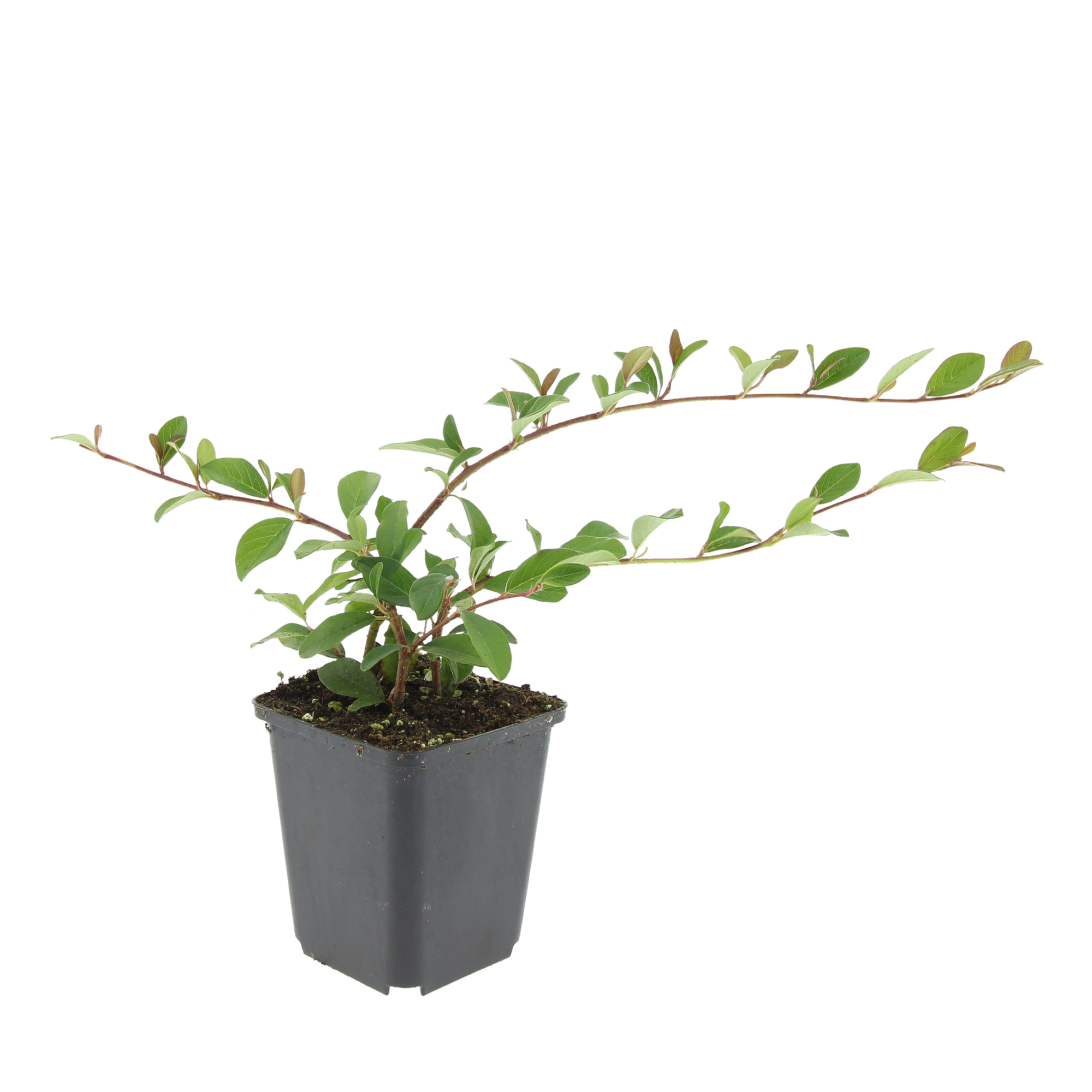 Zwergmispel - Cotoneaster dammeri - ↕10-25cm - Ø9cm 24 Stück