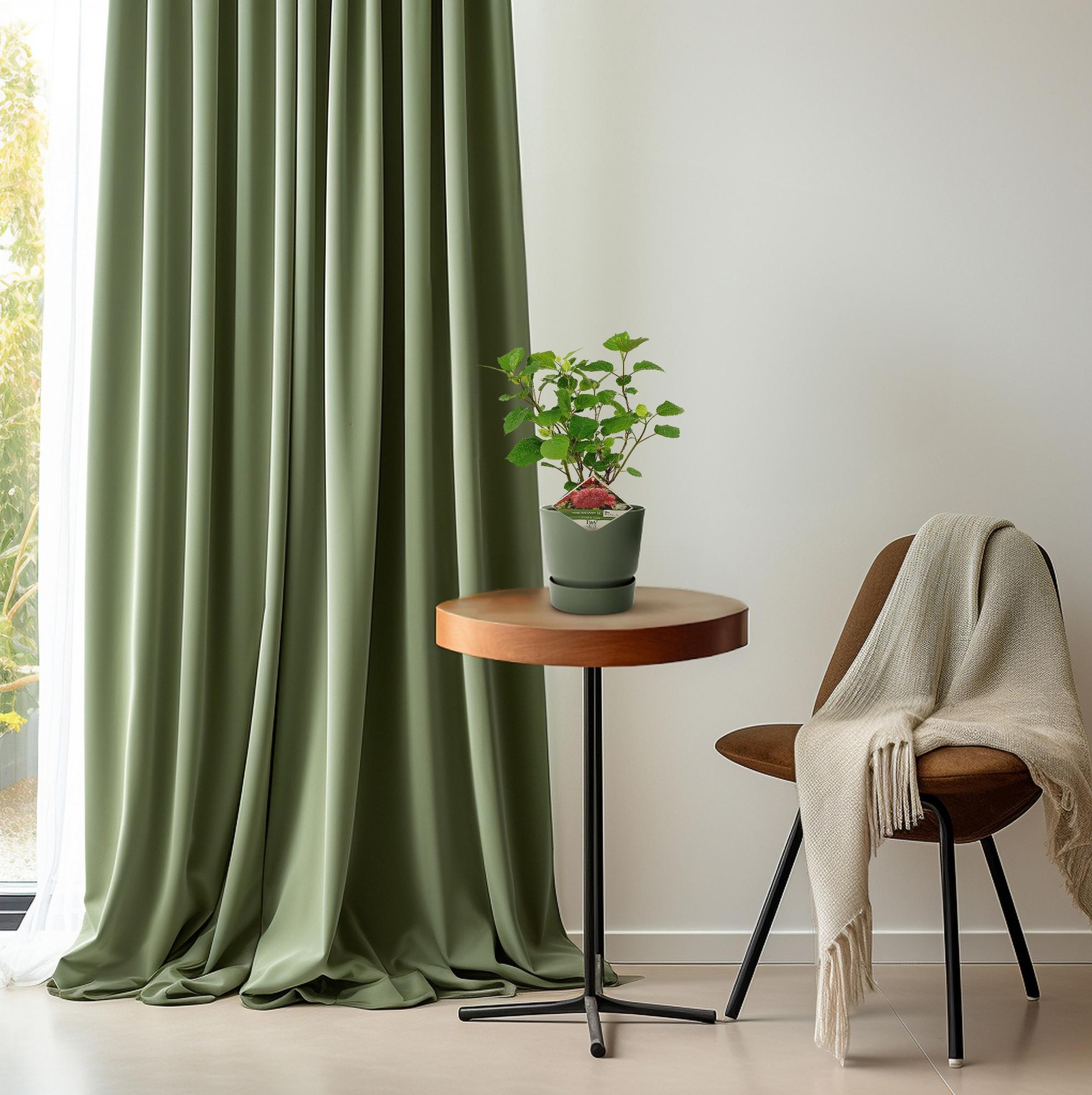 Schneeballhortensie - Hydrangea arbo. 'Pink Annabelle' - Ø19cm - ↕30cm