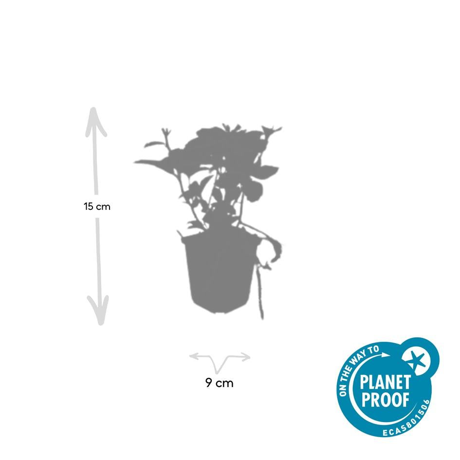 Dickmännchen - Pachysandra terminalis - ↕10-25cm - Ø9cm 48 Stück