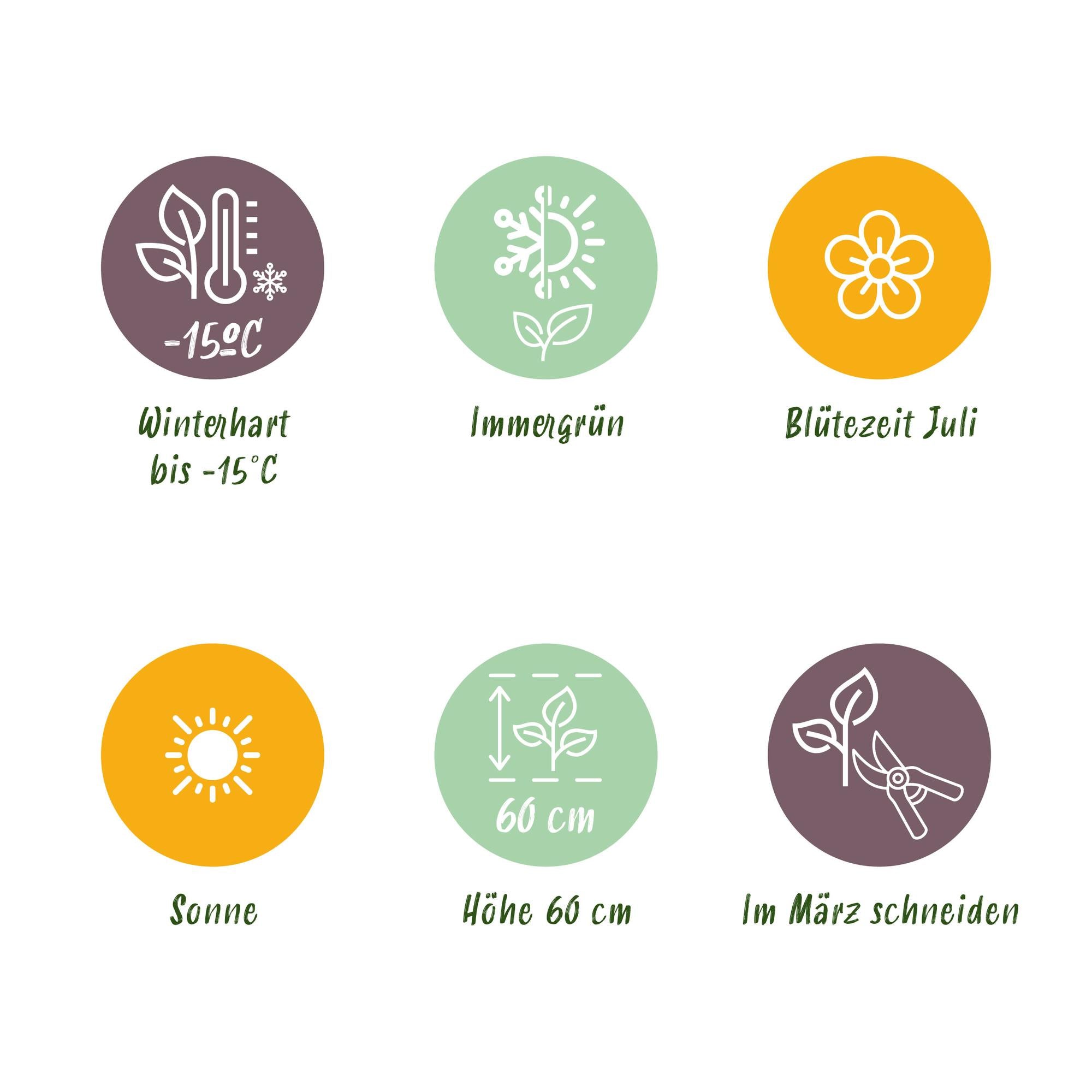 Zartes Federgras - Stipa tenuifolia Pony Tails - Grün - 2 Pflanzen - Immergrün - Wenig Pflege - Topf 17cm Höhe 50cm