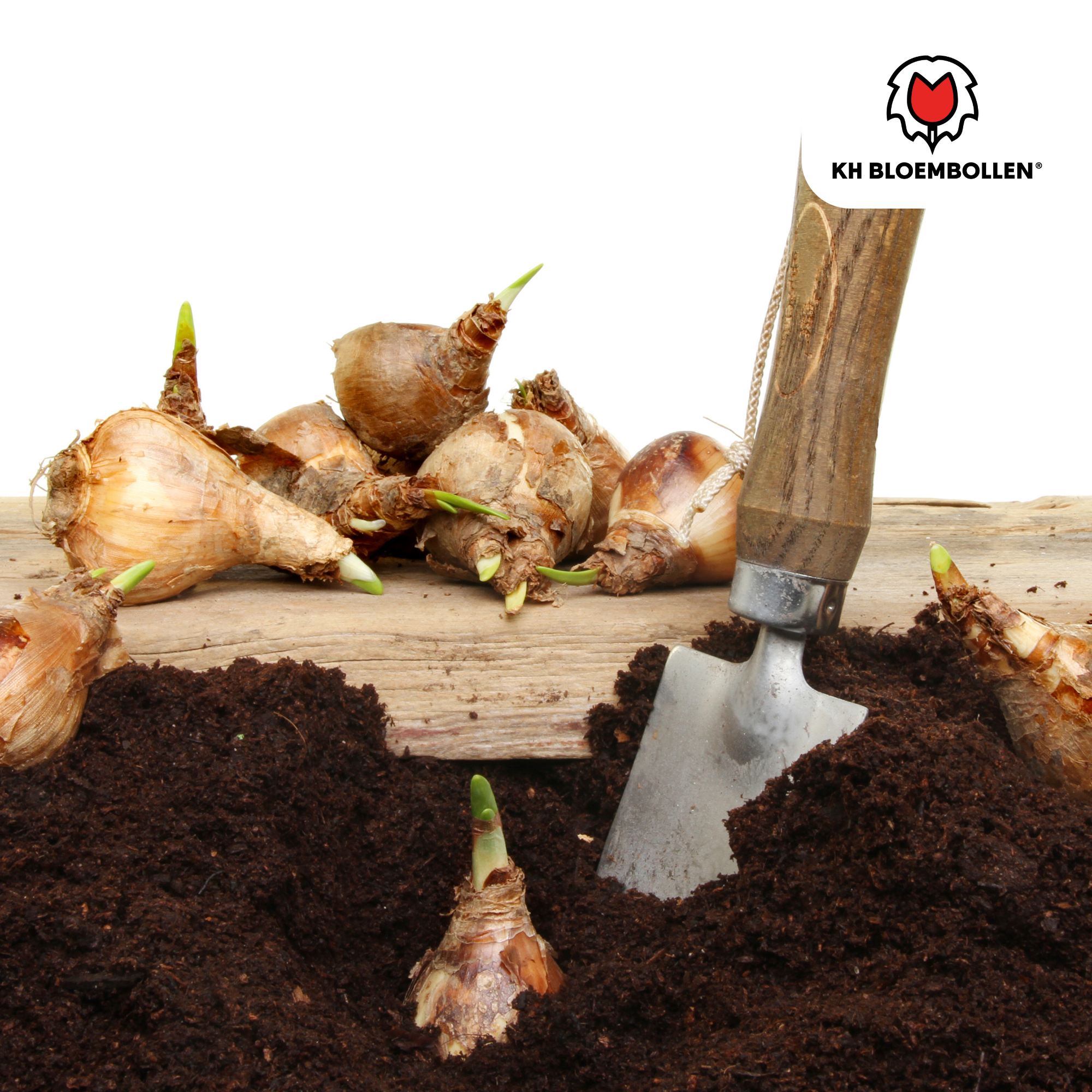 Narzissen - Narzisse Tête à Tête 25 Stück