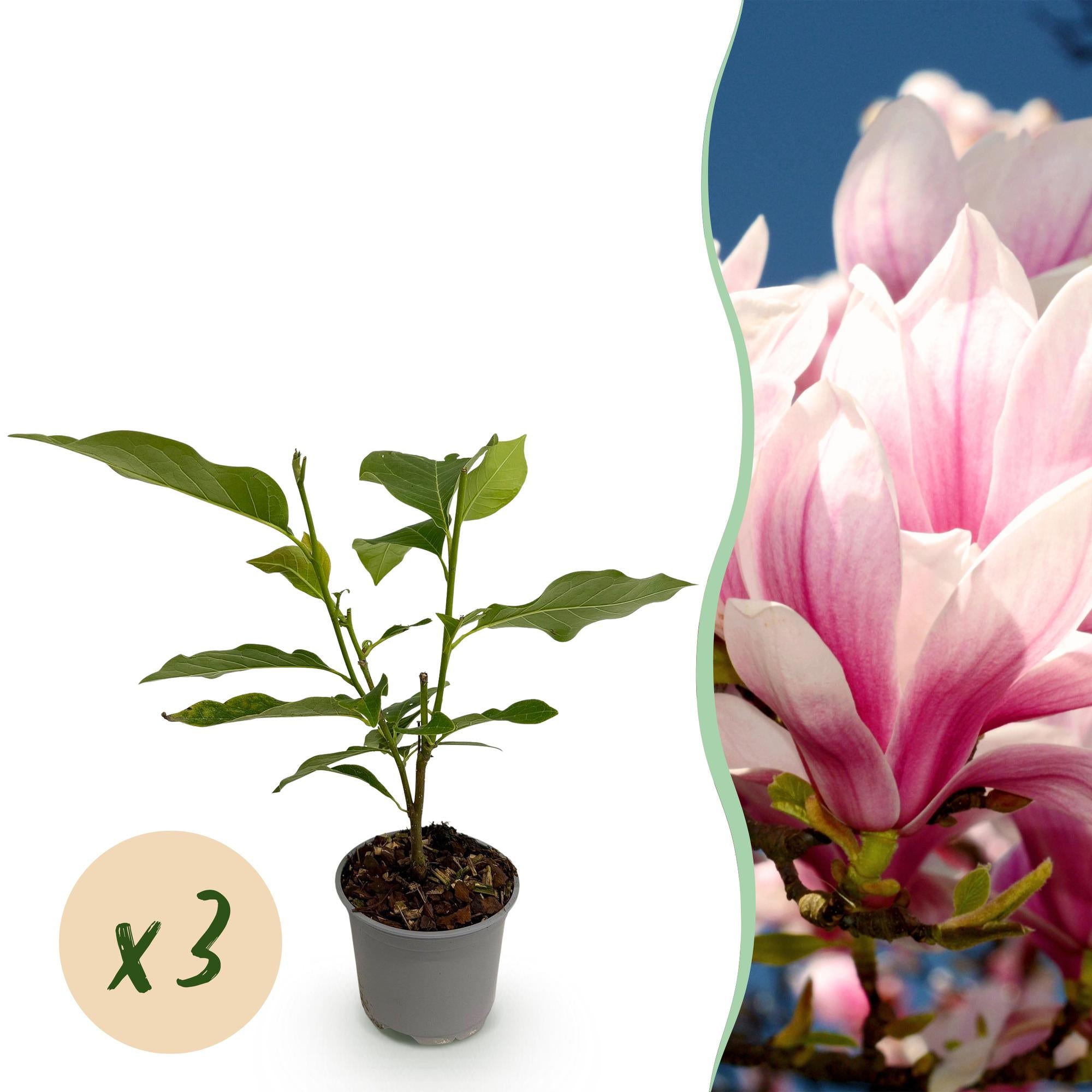 Magnolienstrauch - Magnolia soulangeana - Blüte Rosa - 3 Pflanzen - Laubabwerfend - Wenig Pflege - Topf 12cm Höhe 30cm