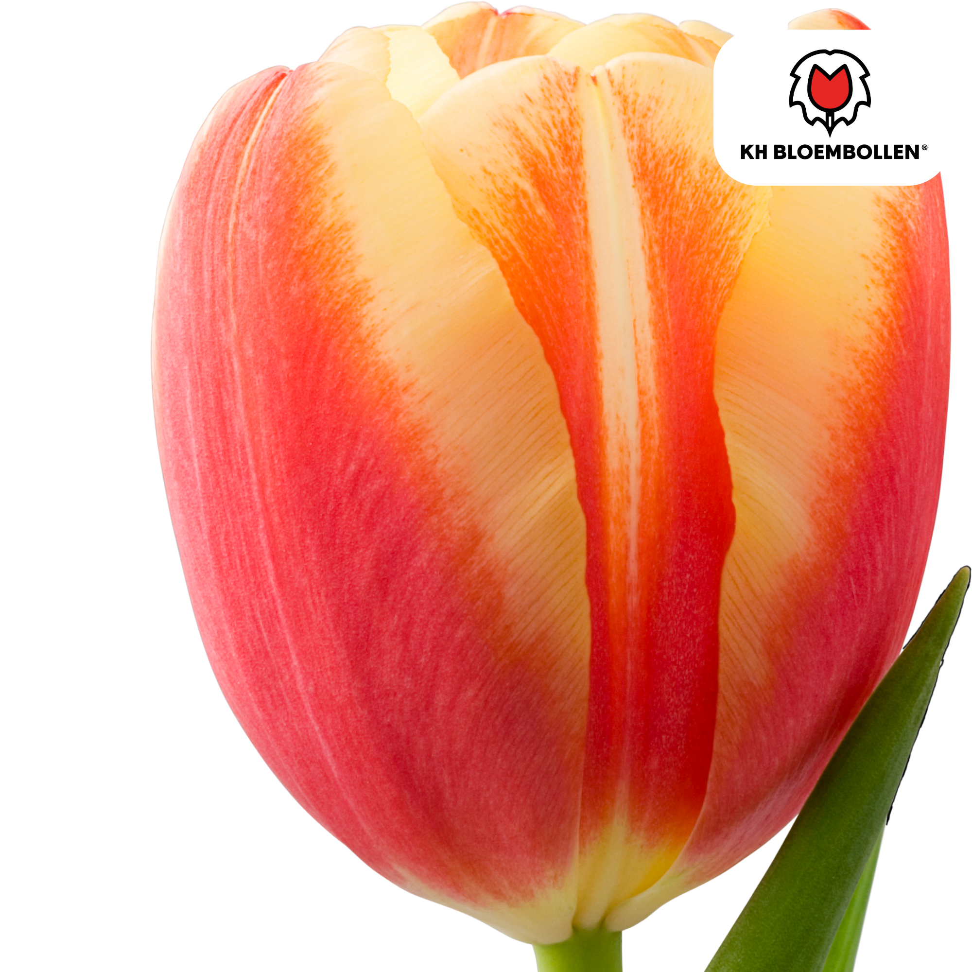 Tulpen - Tulipa Jan Seignette – 20 Stück - Rot-gelb gestreifte Tulpe – Klassisch & auffällig – Für Garten oder Topf – Größe 11/12 – Frisch vom Züchter