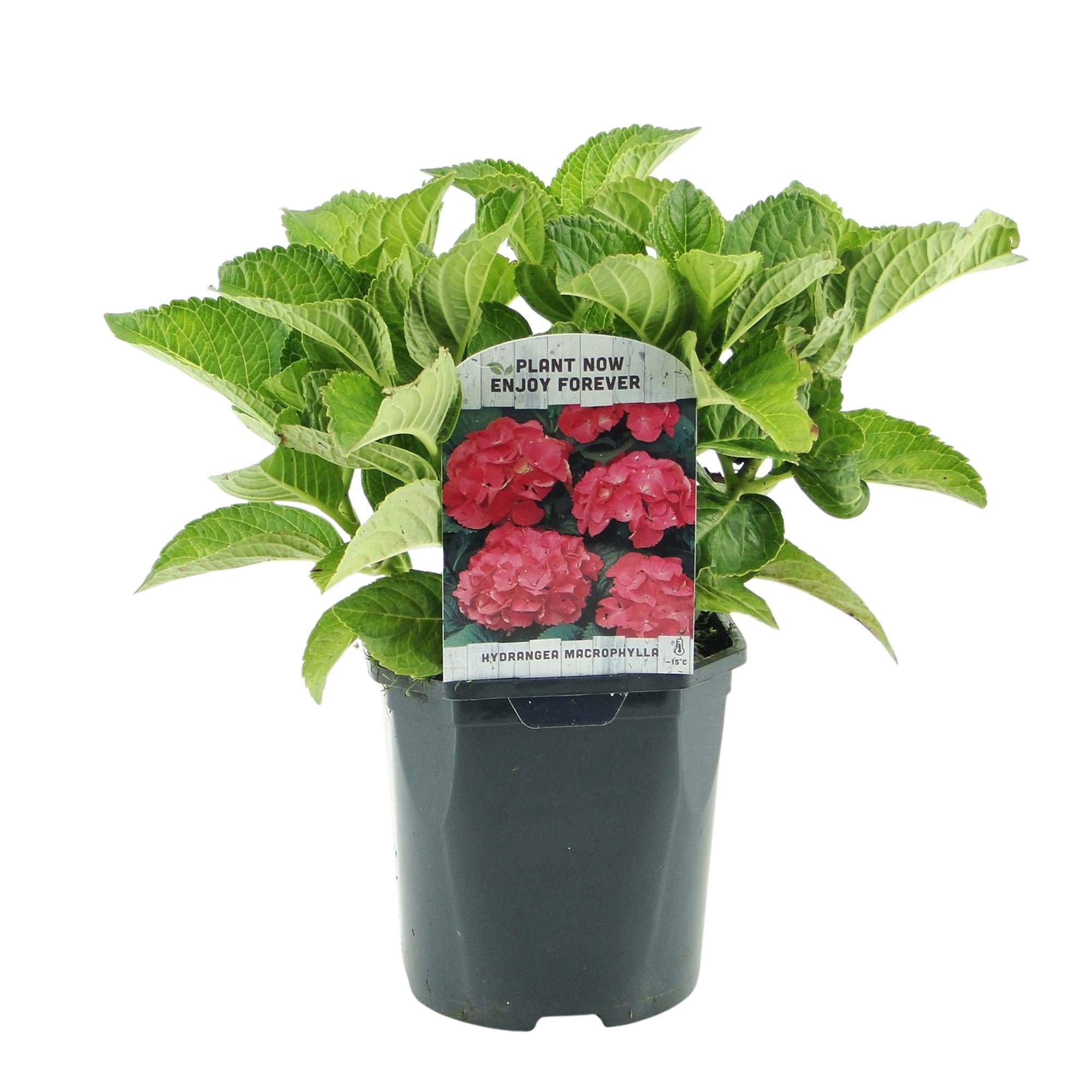 Gartenhortensie - Hortensie - Hydrangea macrophylla Rot - Blume Rot - 3 Pflanzen - 1 m2 - Laubabwerfend - Wenig Pflege - Topf 17cm Höhe 30cm