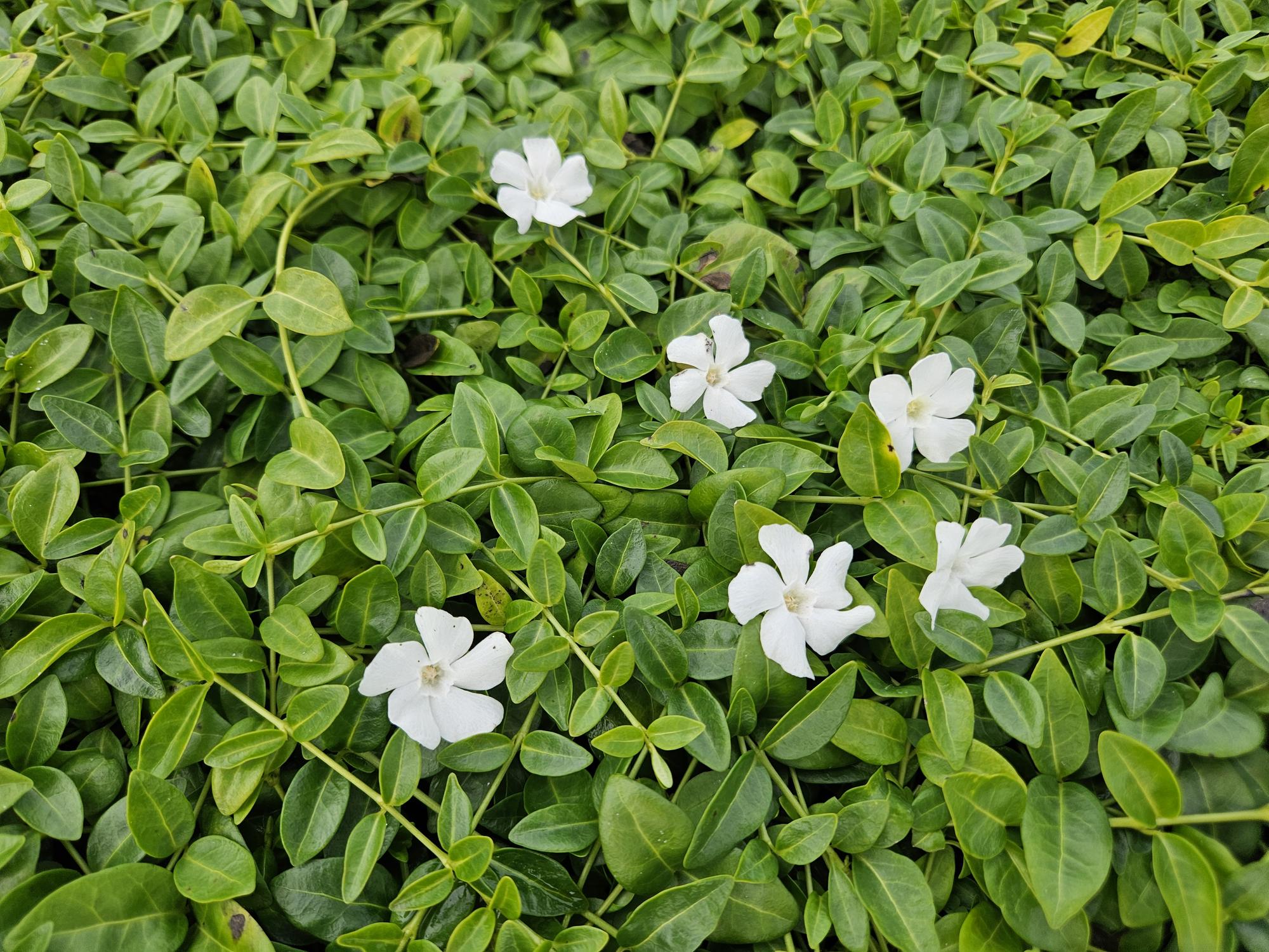Kleines weißes Immergrün - Vinca minor 'Gertrude Jekyll' - ↕10-25cm - Ø9cm 48 Stück