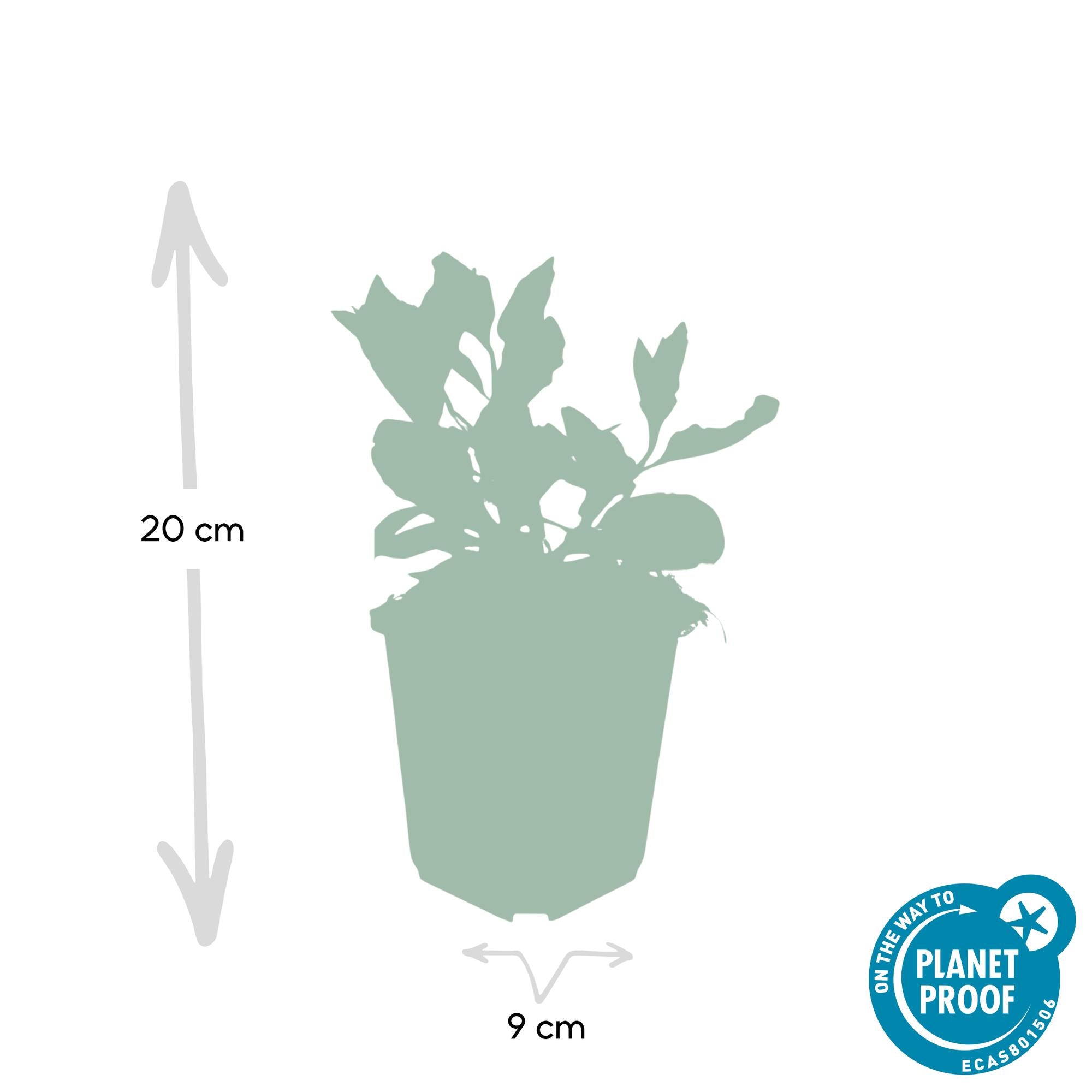 Wildaster - Aster ageratoides 'Asran' - ↕10-25cm - Ø9cm 24 Stück