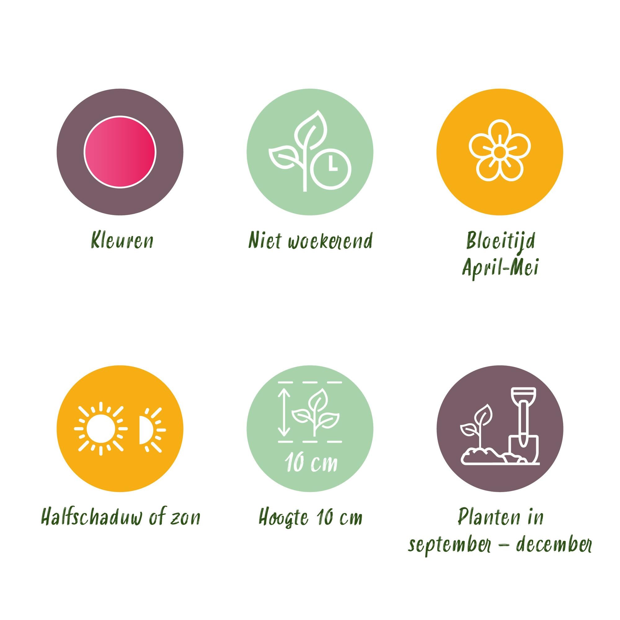 Tulpen - Tulipa Little Beauty - Farbe Dunkelrosa - 25 Stück - Zwiebelgröße 6/7 - XXL Pack