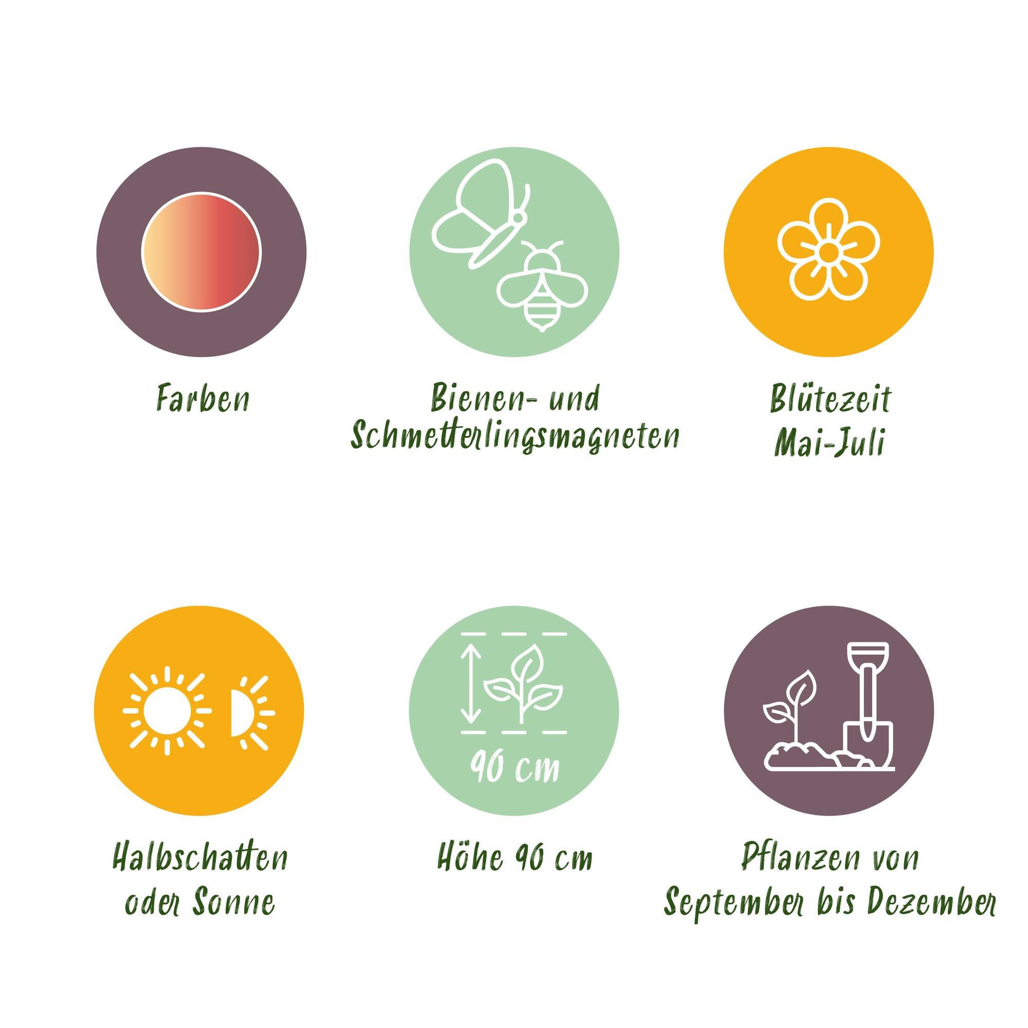 Zierlauch - Blumenzwiebeln - Allium Siculum - Farbe Rosa - 30 Stück - Zwiebelgröße 8/10 - XXL Pack