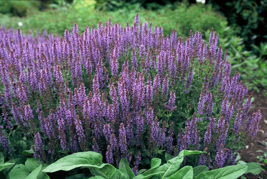 Steppensalbei - Salvia nem. 'Caradonna' - ↕10-25cm - Ø9cm 48 Stück