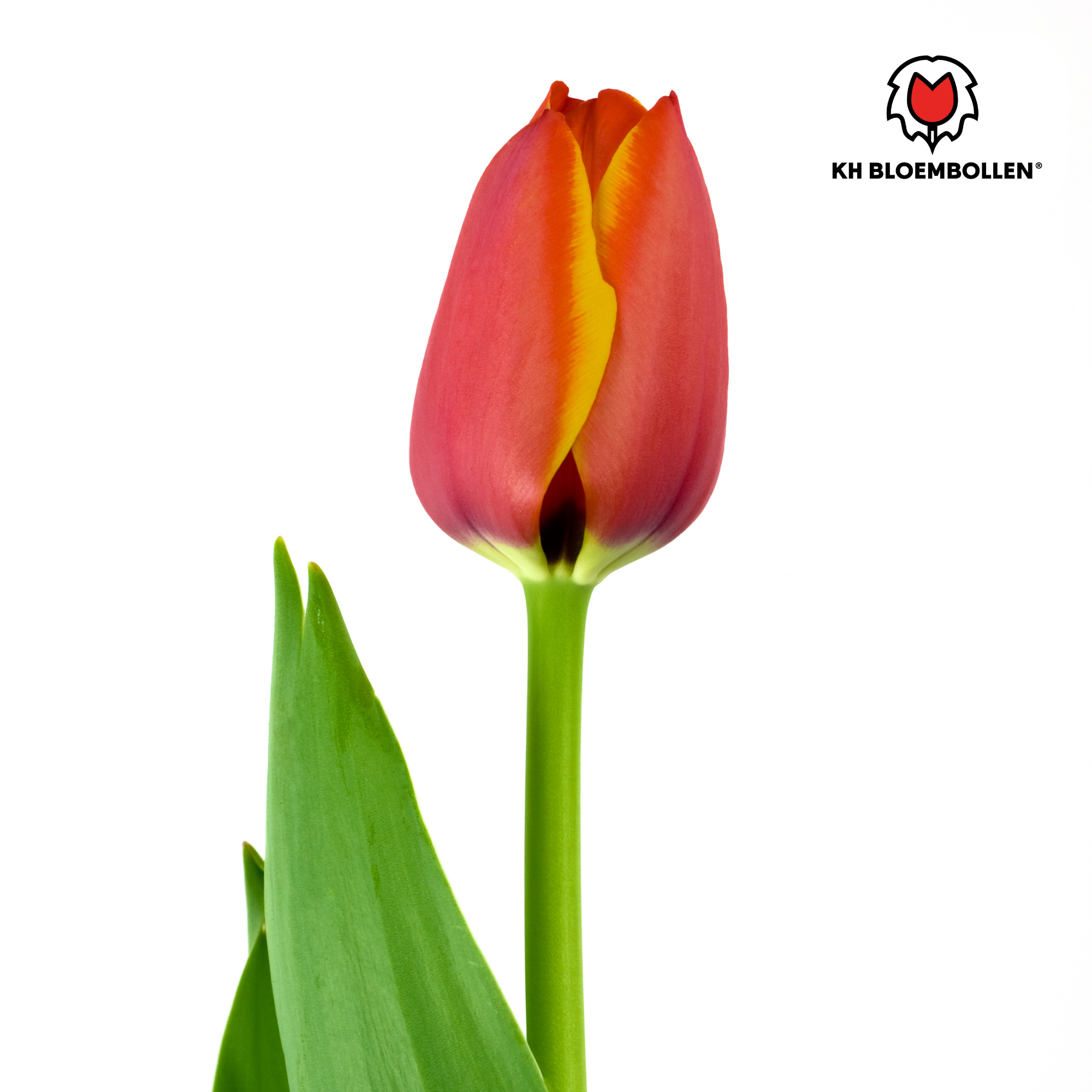 Tulpen - Tulipa Dafeng – 20 Stück - Orange Tulpe – Großblumig & Elegant – Für Garten oder Topf – Größe 11/12 – Frisch vom Züchter!
