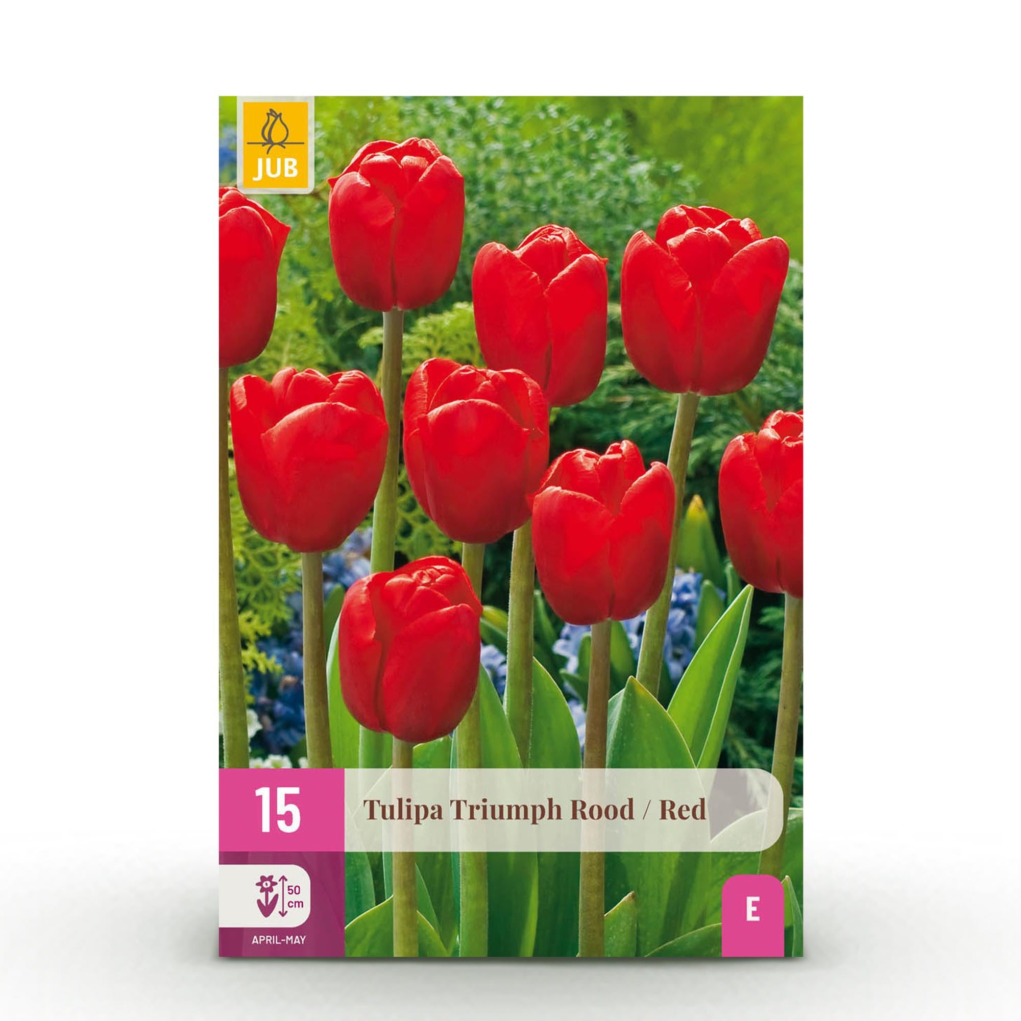 Tulpen - Tulpe Triumph Red - Farbe Rot - 15 Stück - Zwiebelgröße 11/12 - XXL Pack