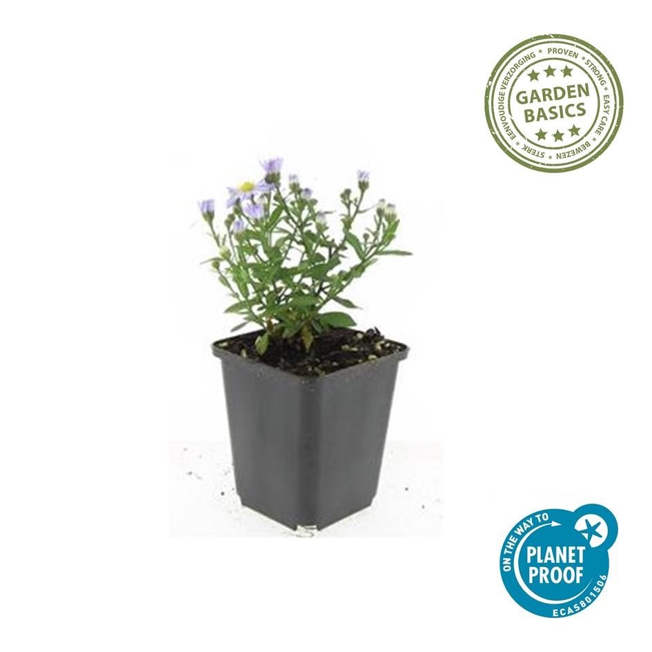 Kissenaster - Aster (D) 'Prof. Anton Kippenberg'  - ↕10-25cm - Ø9cm 6 Stück