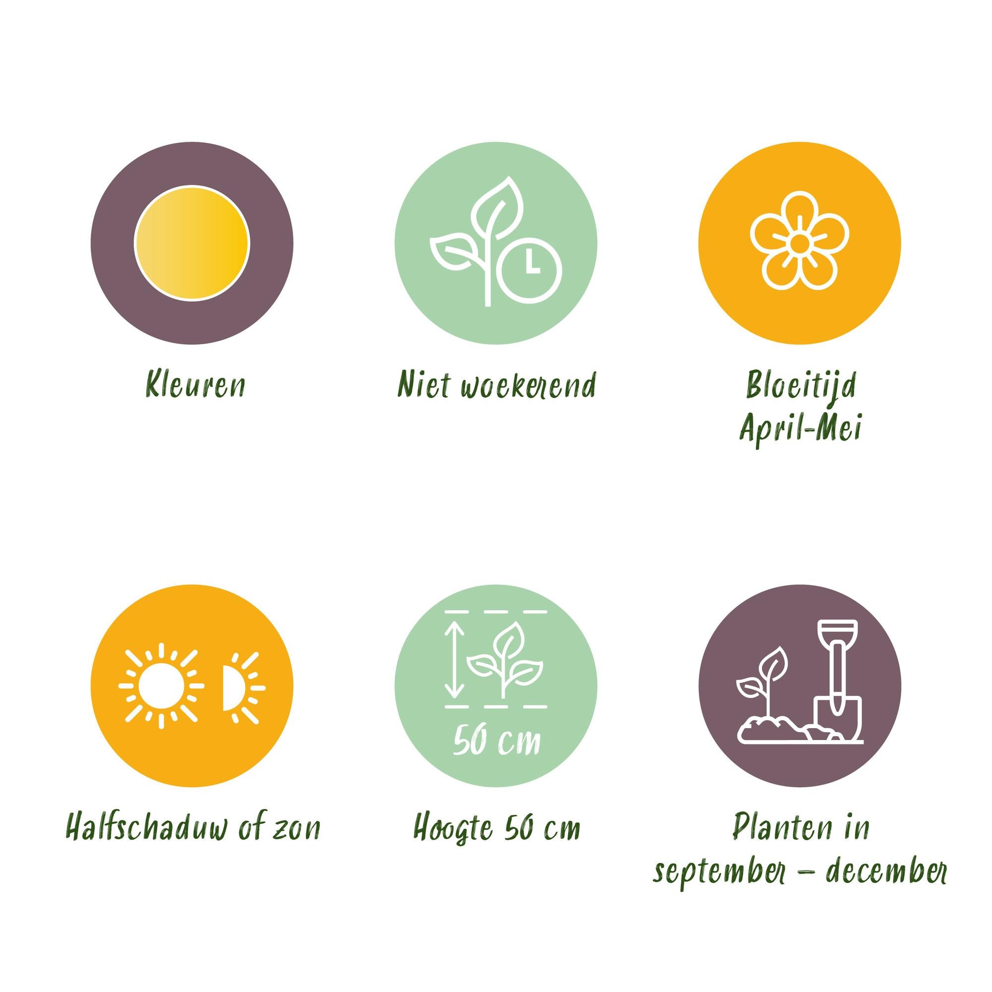 Tulpen - Tulipa Sylvestris - Farbe Gelb - 20 Stück - Zwiebelgröße 5/6 - XXL Pack