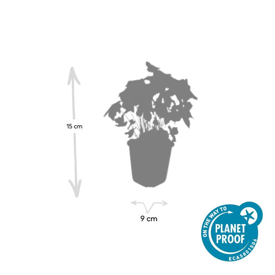 Knotenstorchschnabel - Geranium nodosum - ↕10-25cm - Ø9cm 48 Stück