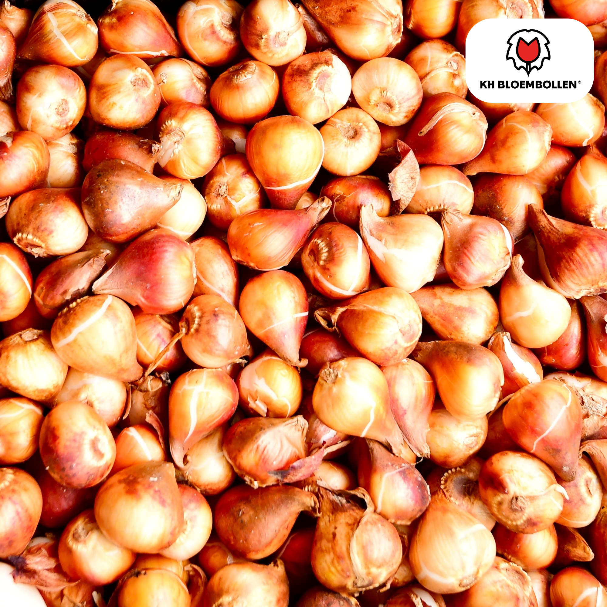 Tulpen - Tulipa Ile de France – 20 Stück - Tiefrote Tulpe – Klassisch, Kraftvoll & Elegant – Für Garten oder Topf – Größe 11/12 – Frisch vom Züchter