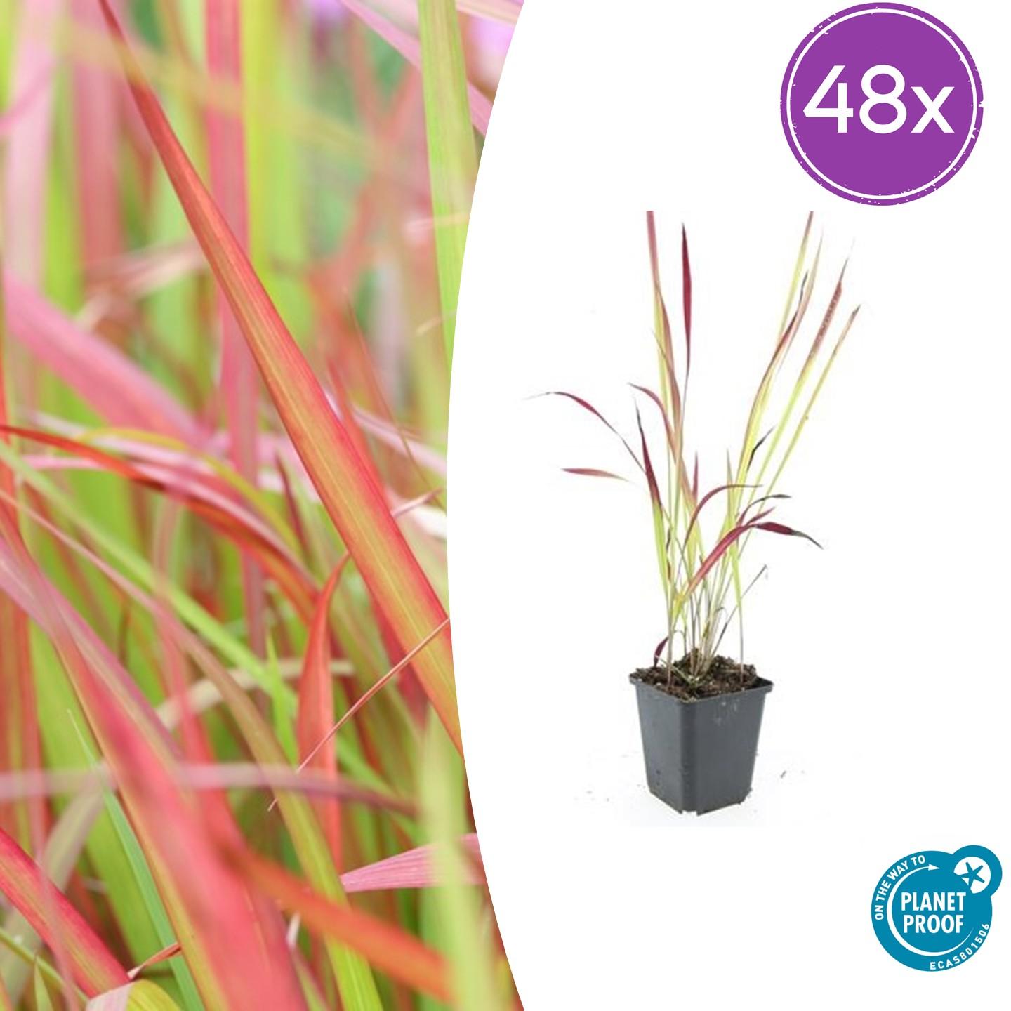Japanisches Blutgras - Imperata cylindrica 'Red Baron' - ↕10-25cm - Ø9cm 48 Stück